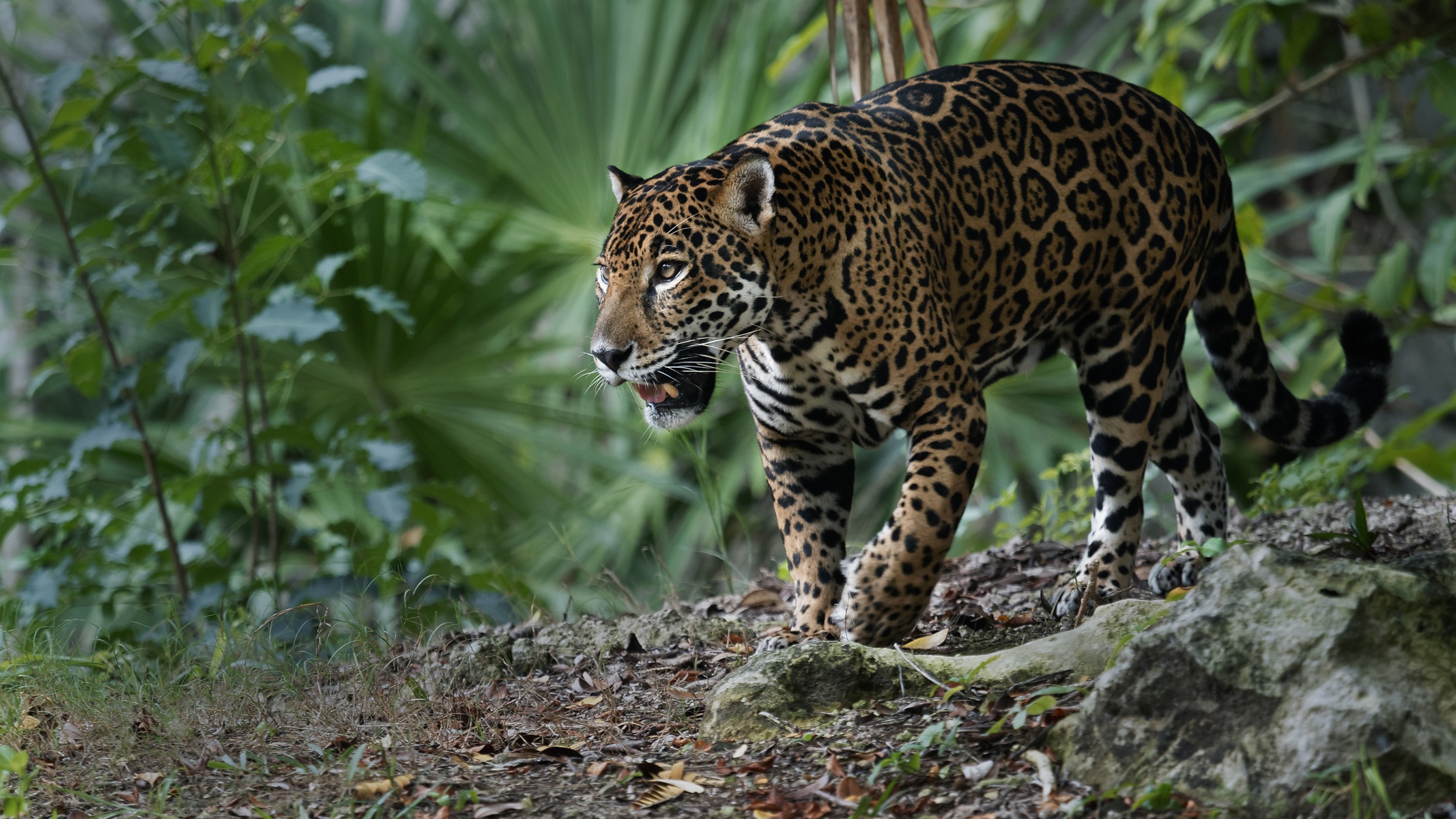 Animal Jaguar 2133x1200