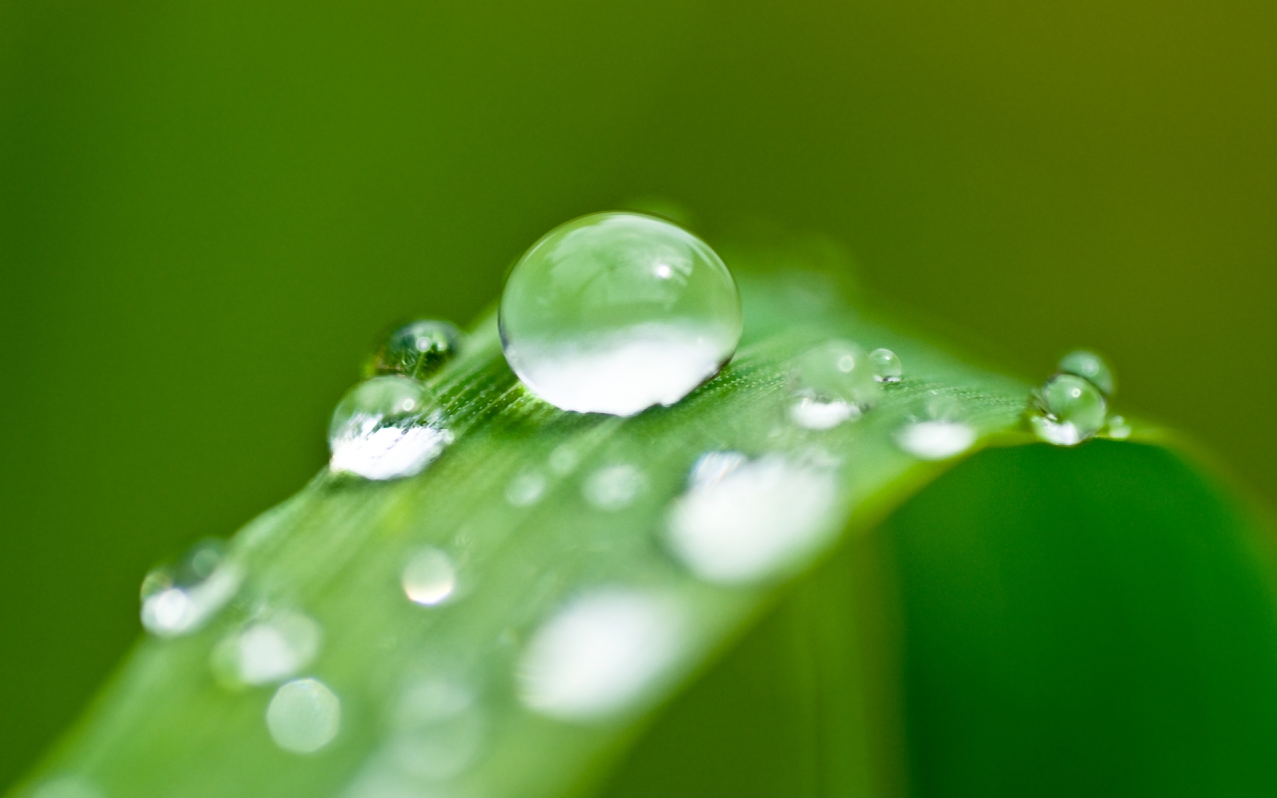 Water Water Drops Nature Green Forest Depth Of Field Blurred Calm 2560x1600