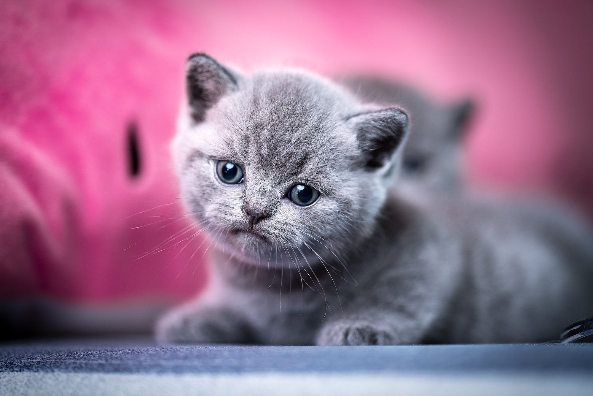 Kitten Baby Animal 2000x1334