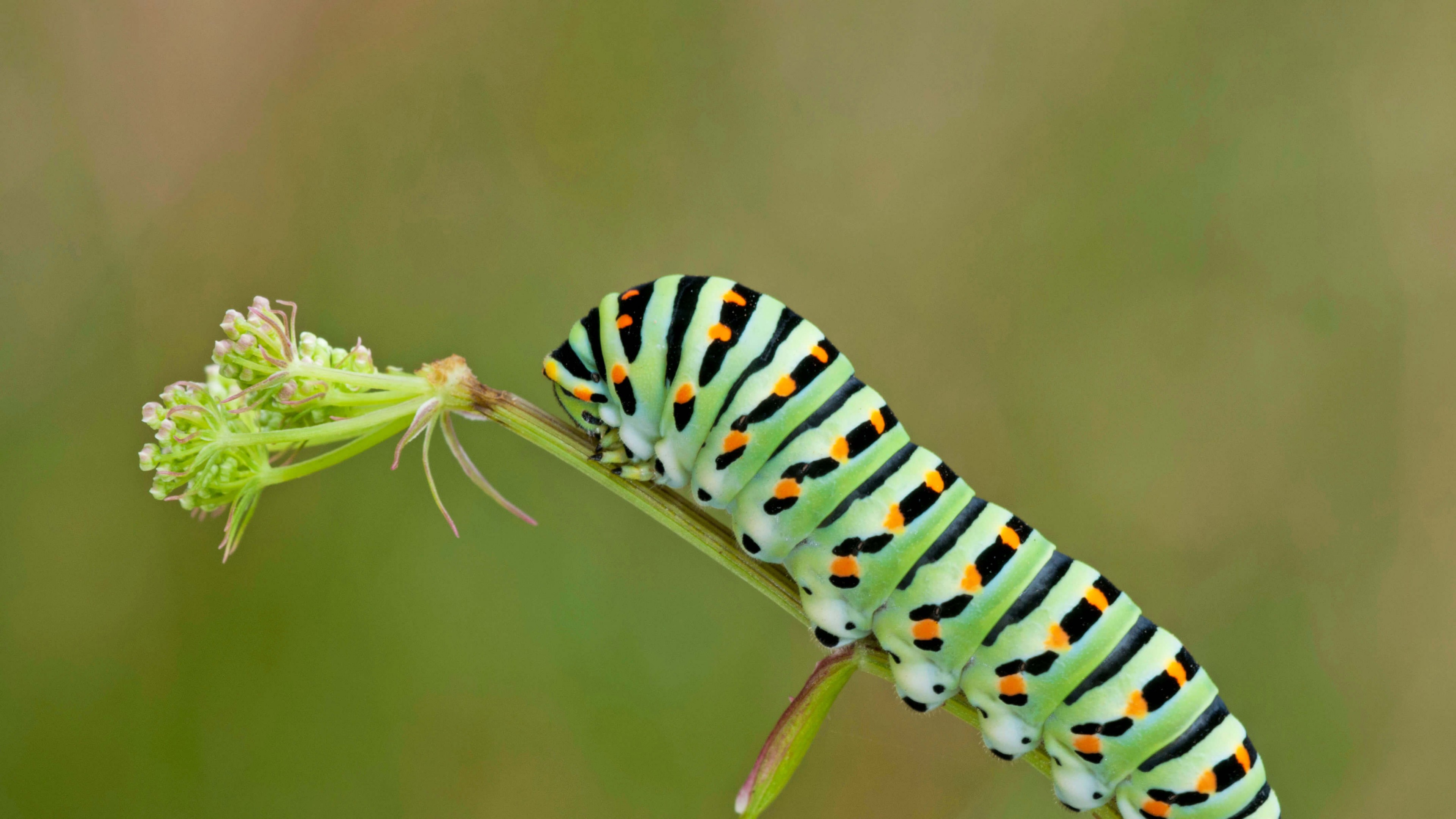 Caterpillars Green Leaves Insect Simple Background Minimalism Closeup Nature 3840x2160