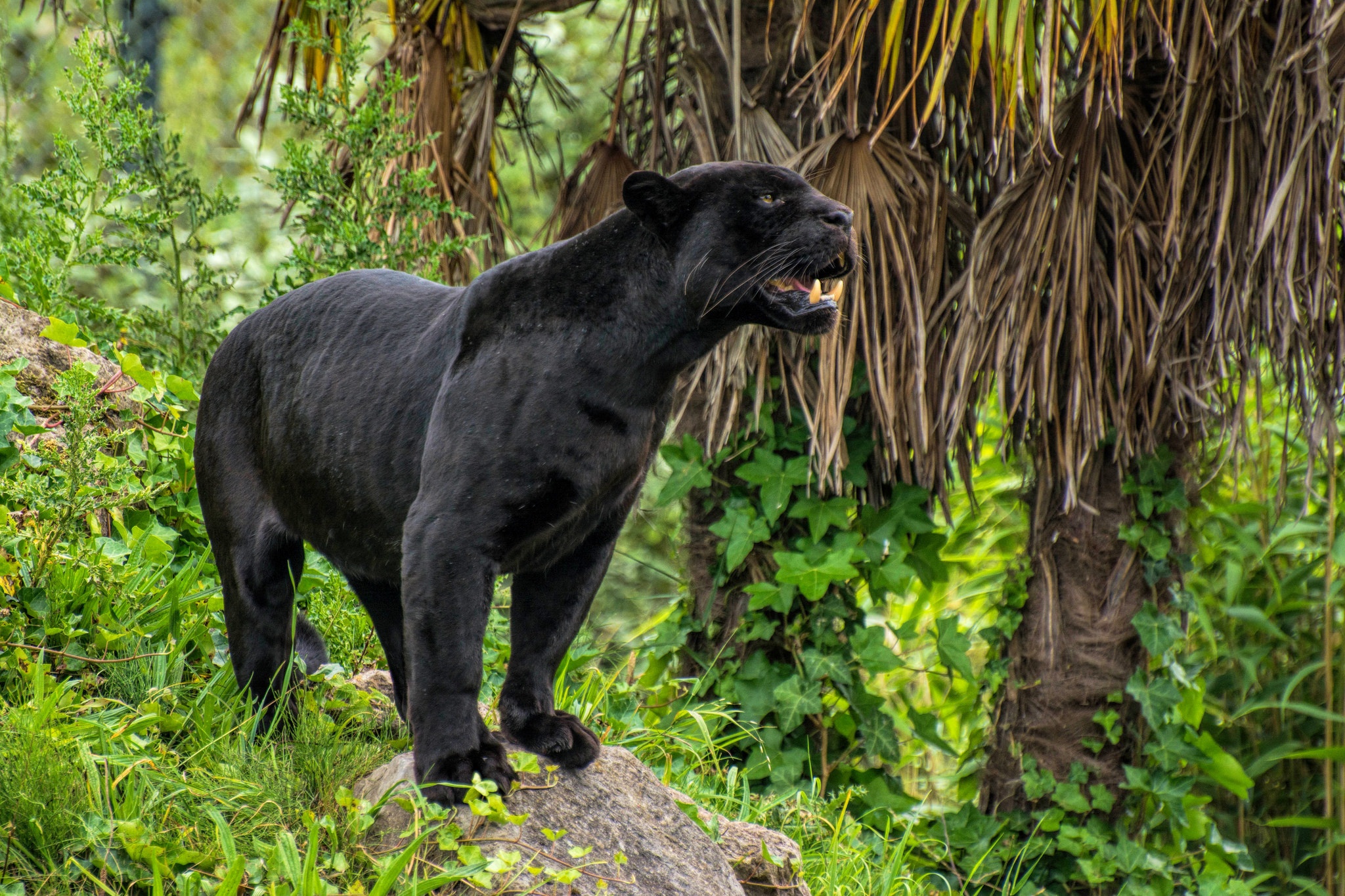 Animal Black Panther 2048x1365