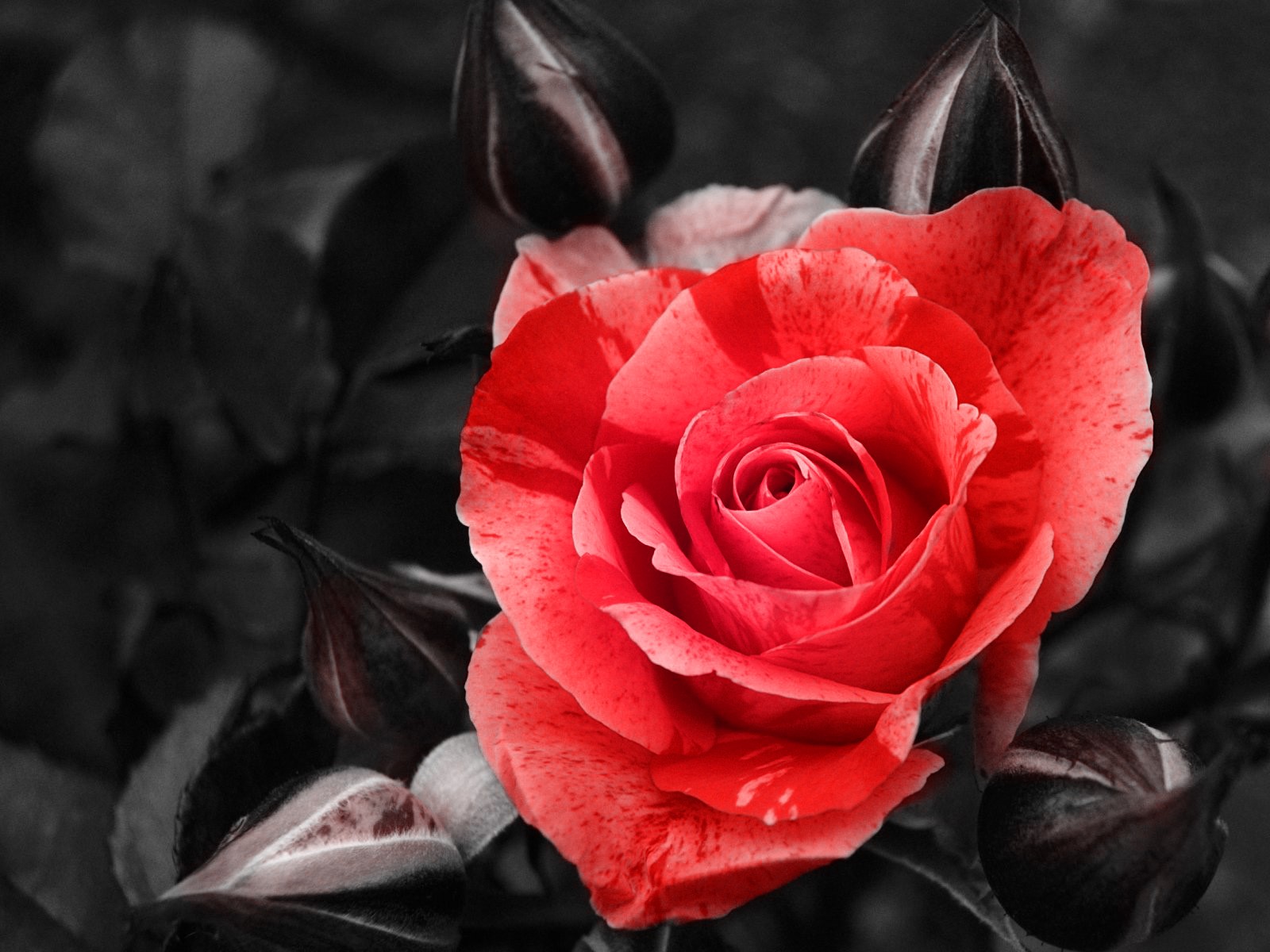 Flower Red Rose 1600x1200