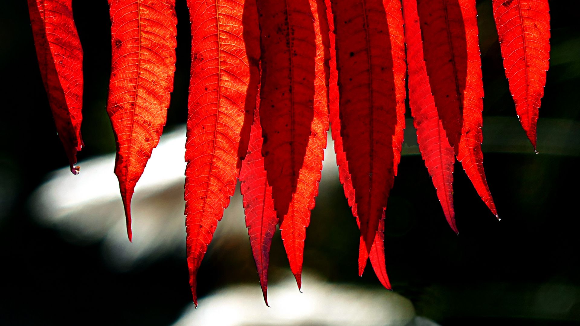 Nature Leaves Fall Sunlight Photography Red Leaves Depth Of Field 1920x1080