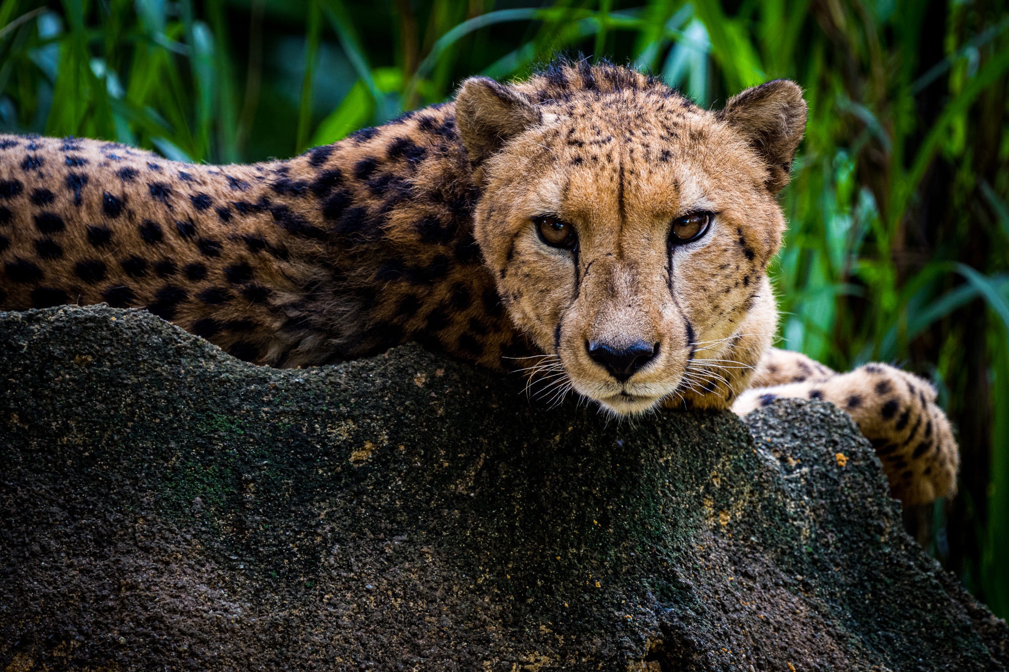 Animal Cheetah 2000x1333
