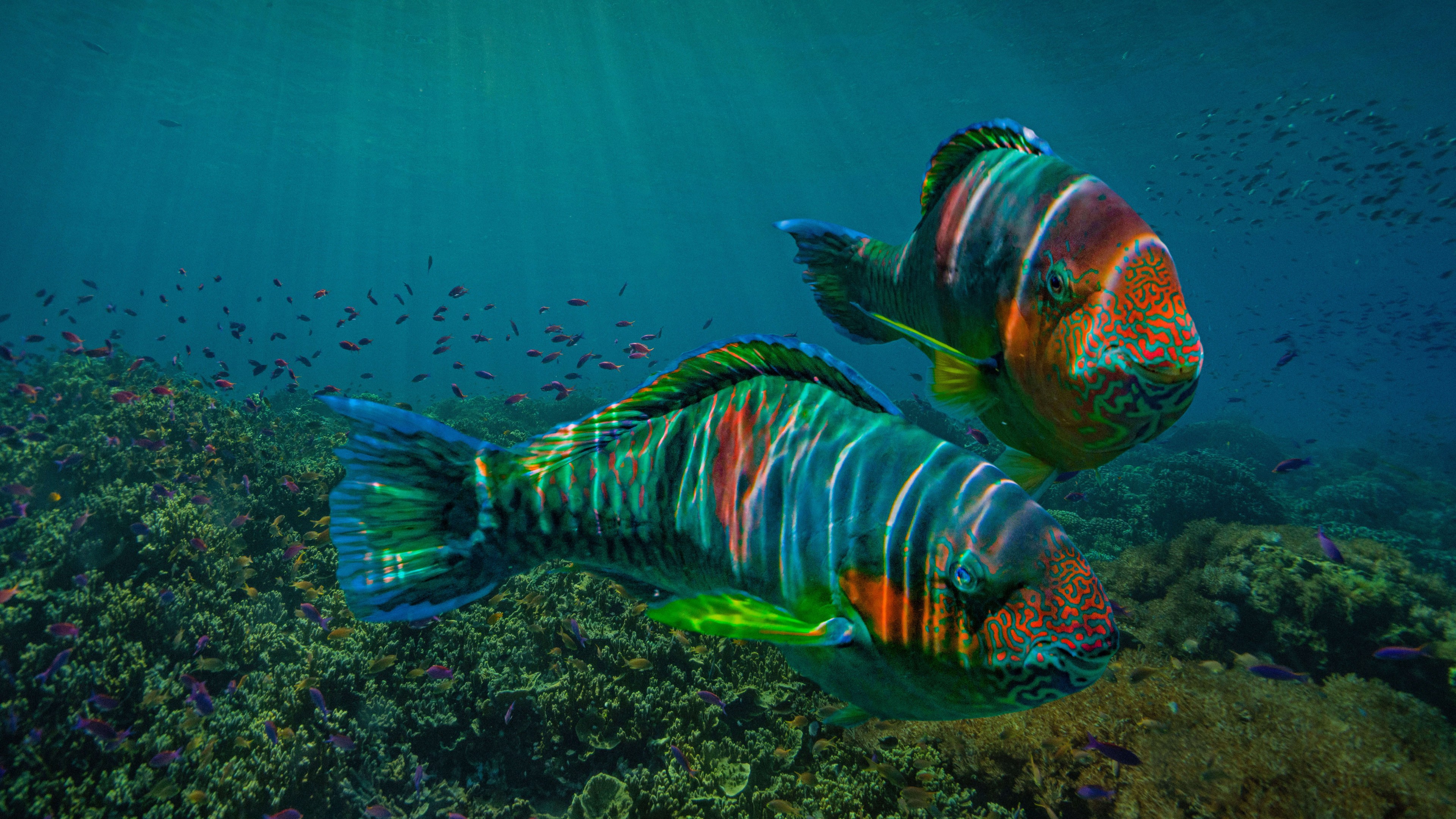 Fish Underwater Sea Water Animals Nature Minimalism Simple Background 3840x2160