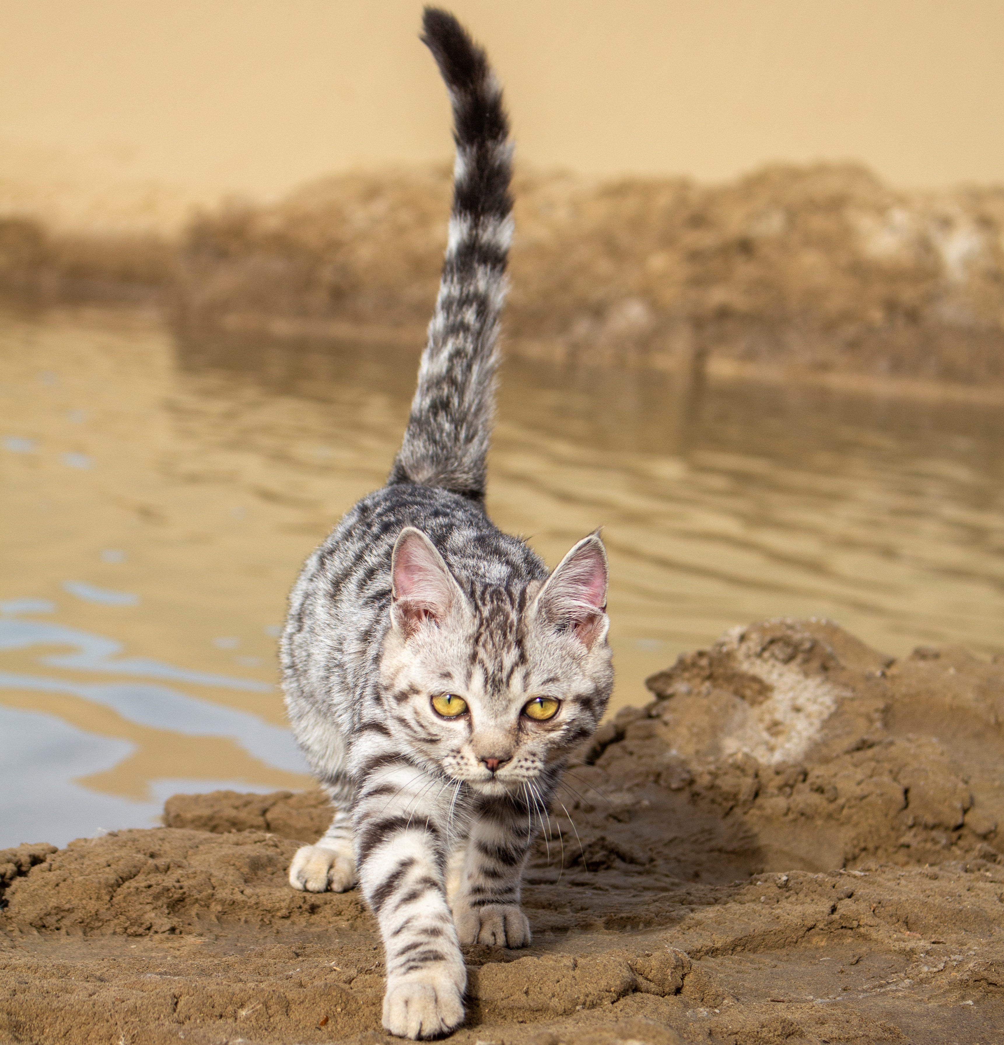 Desert Cats Animals Simple Background Water Minimalism Walking Looking At Viewer Reflection Blurred  3443x3584