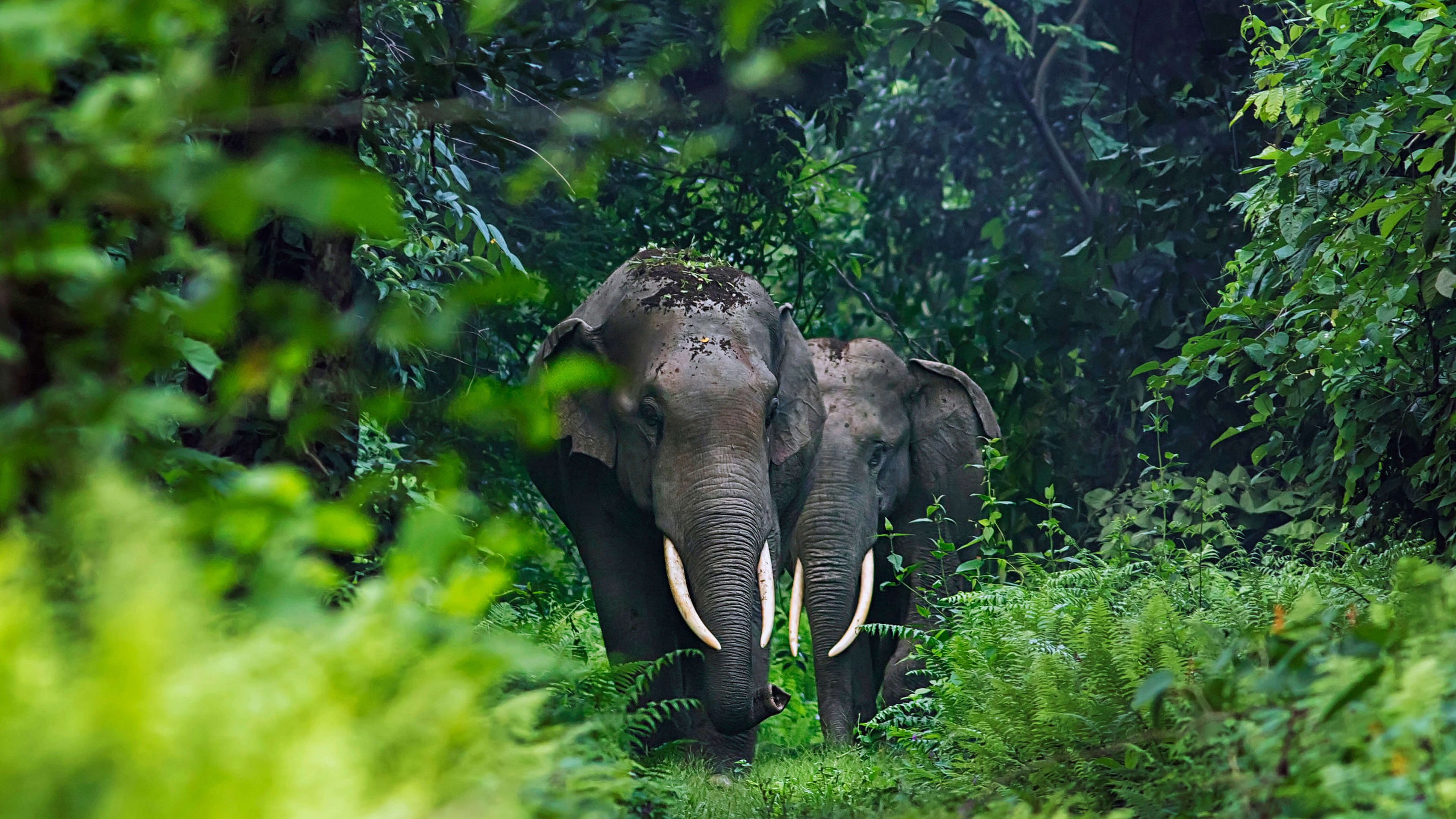 Elephant Jungle Nature Landscape Animals Leaves Plants 3840x2160