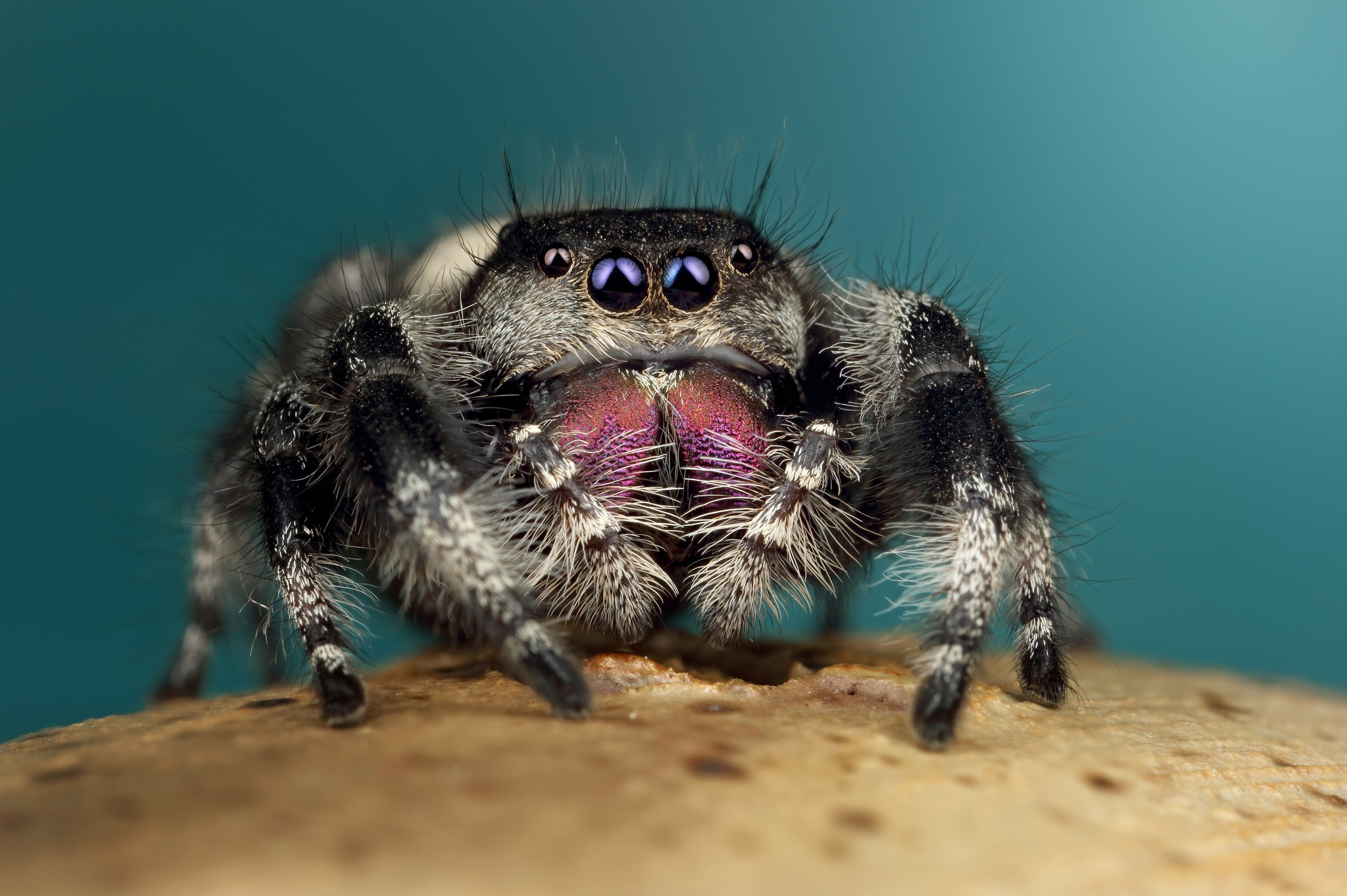 Macro Arachnid Spider 2048x1364
