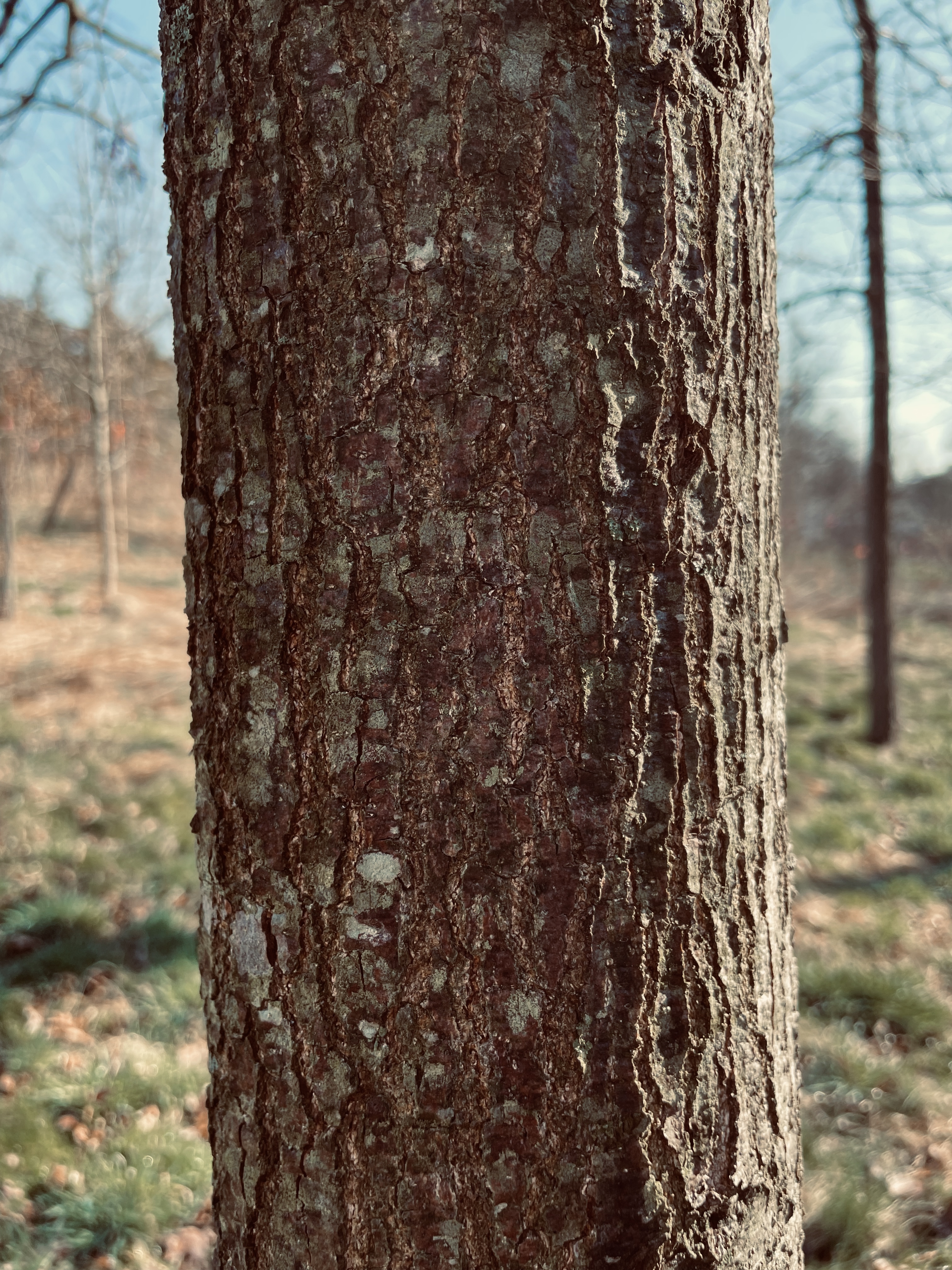 Nature Forest Trees Bark 3024x4032