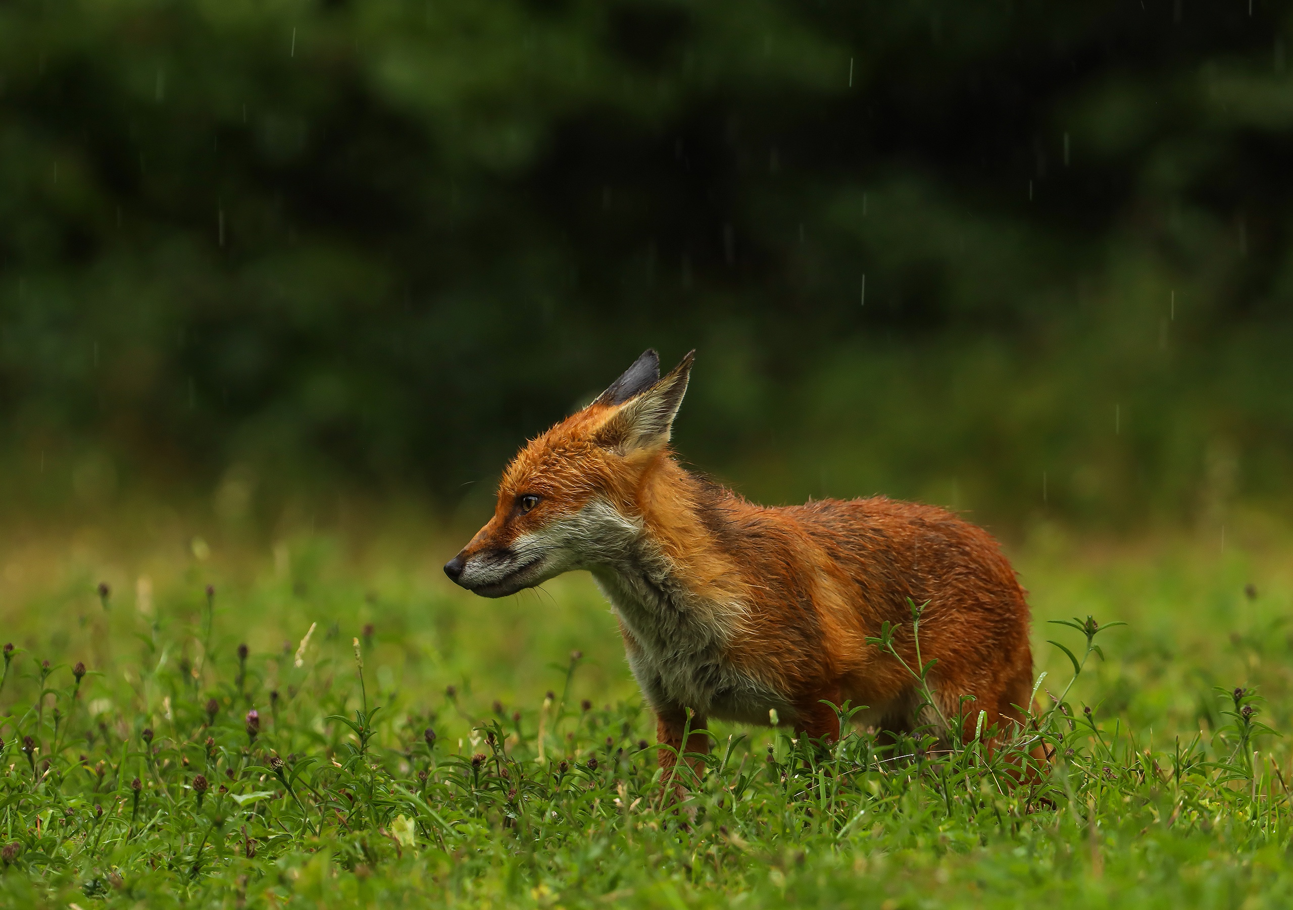 Animal Fox 2560x1803