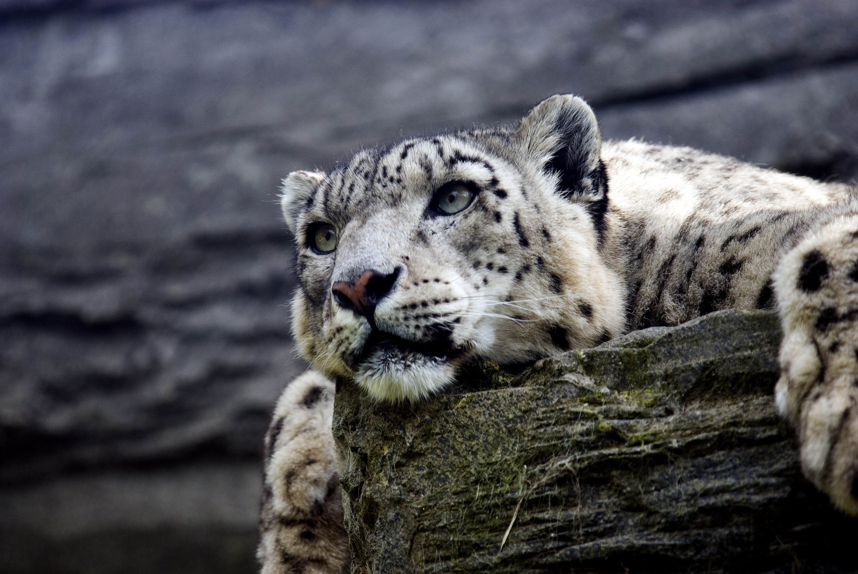 Animal Snow Leopard 3000x2008