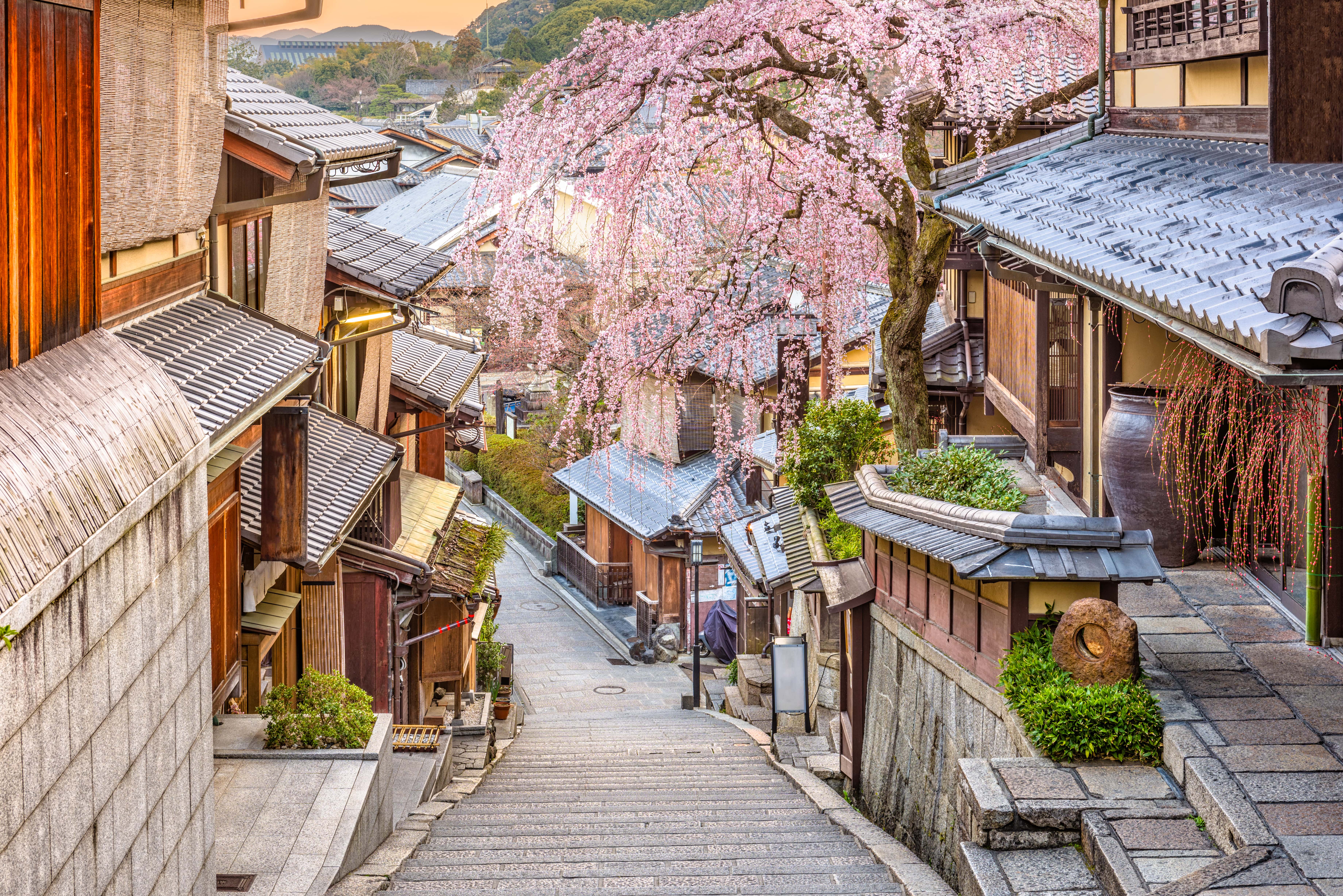 Landscape Cherry Blossom House Building Stairs Village 7360x4912