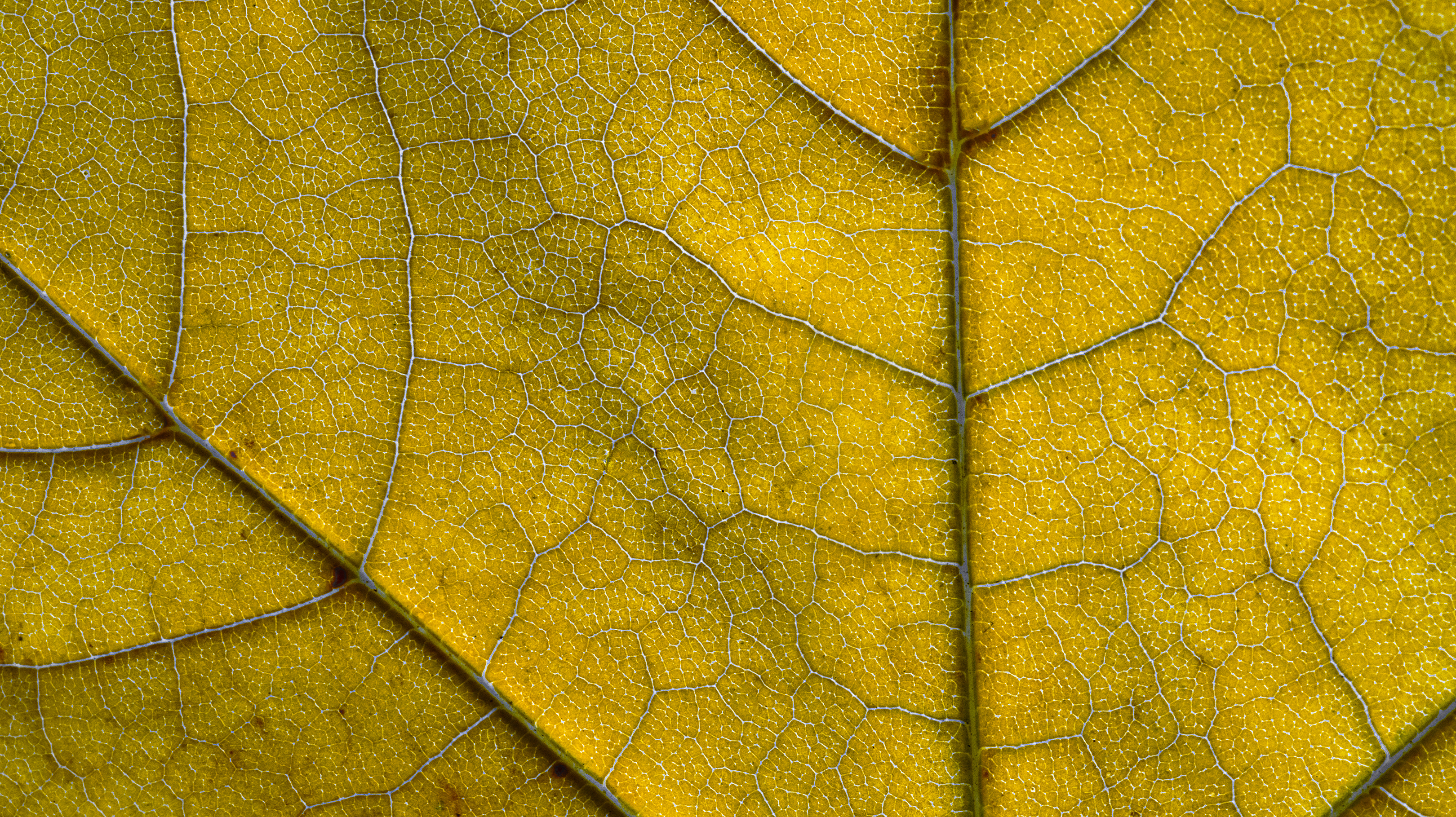 Nature Leaves Macro Closeup Structure Fallen Leaves 3240x1819