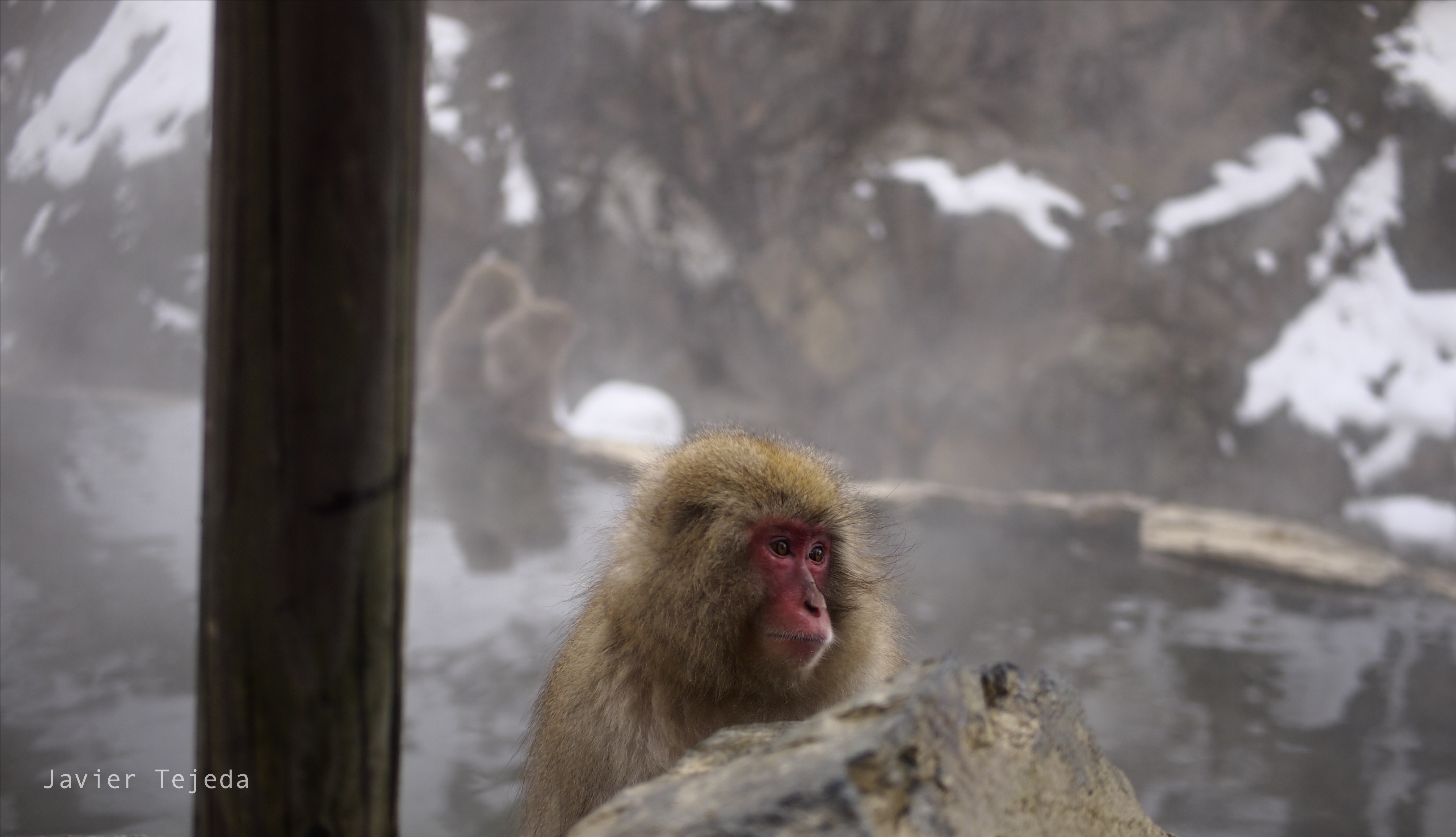 Japan Nature Snow Monkey Animals 4021x2311