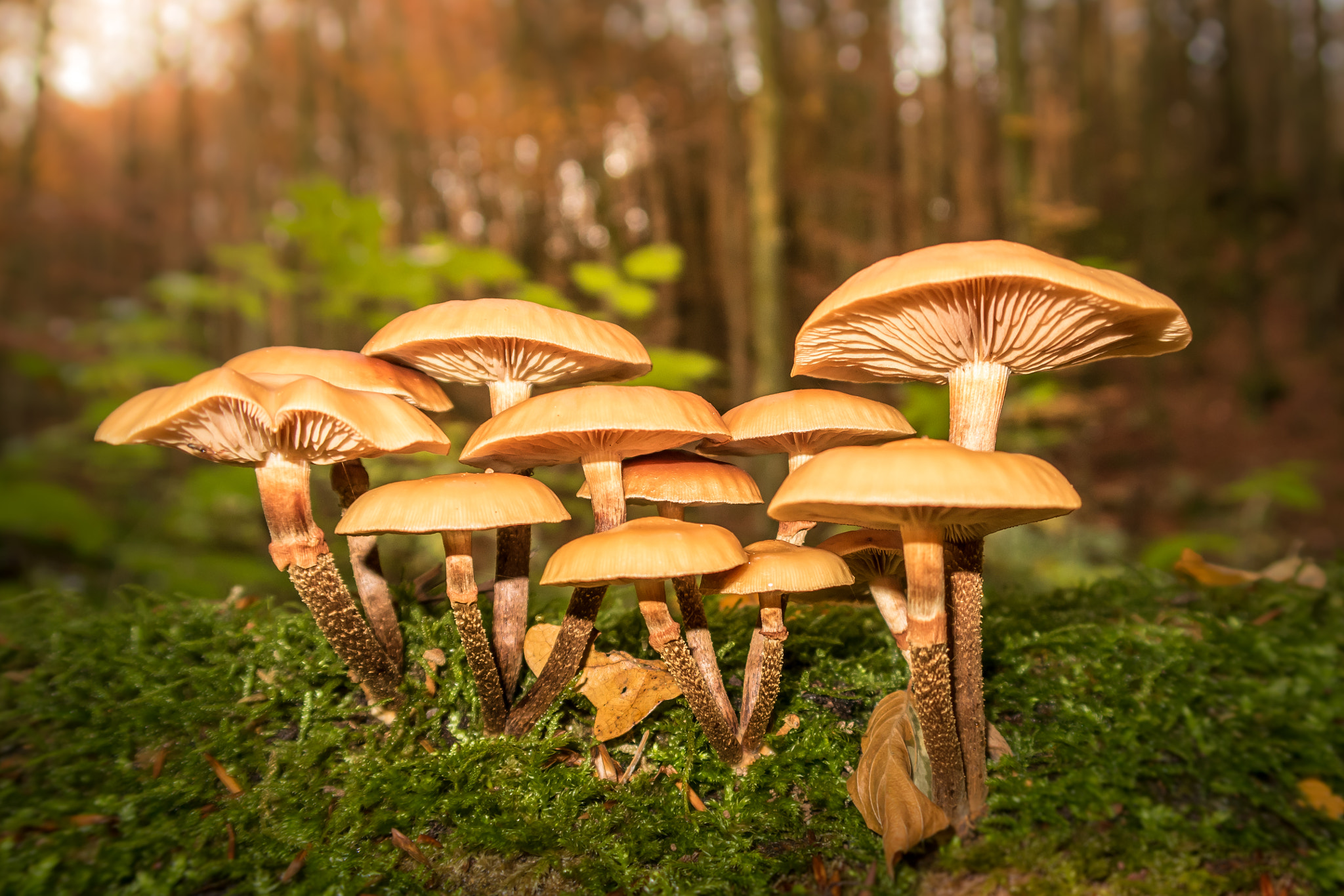 Pits Art Mushroom Nature Grass Sunlight Forest Depth Of Field Closeup 2048x1366