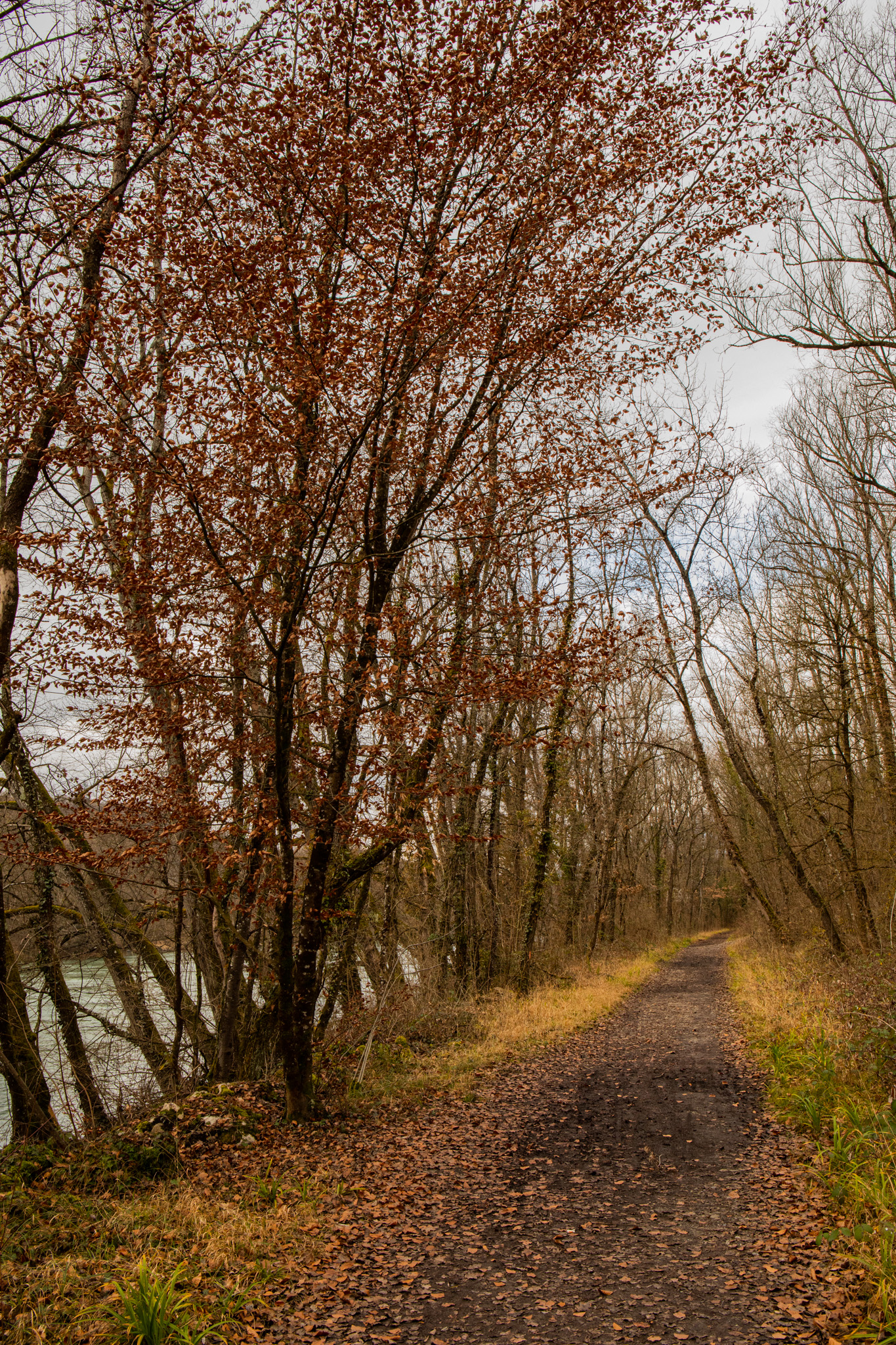 Photography Outdoors Trees Forest Winter Nature Hiking Path River Vertical Leaves 1365x2048