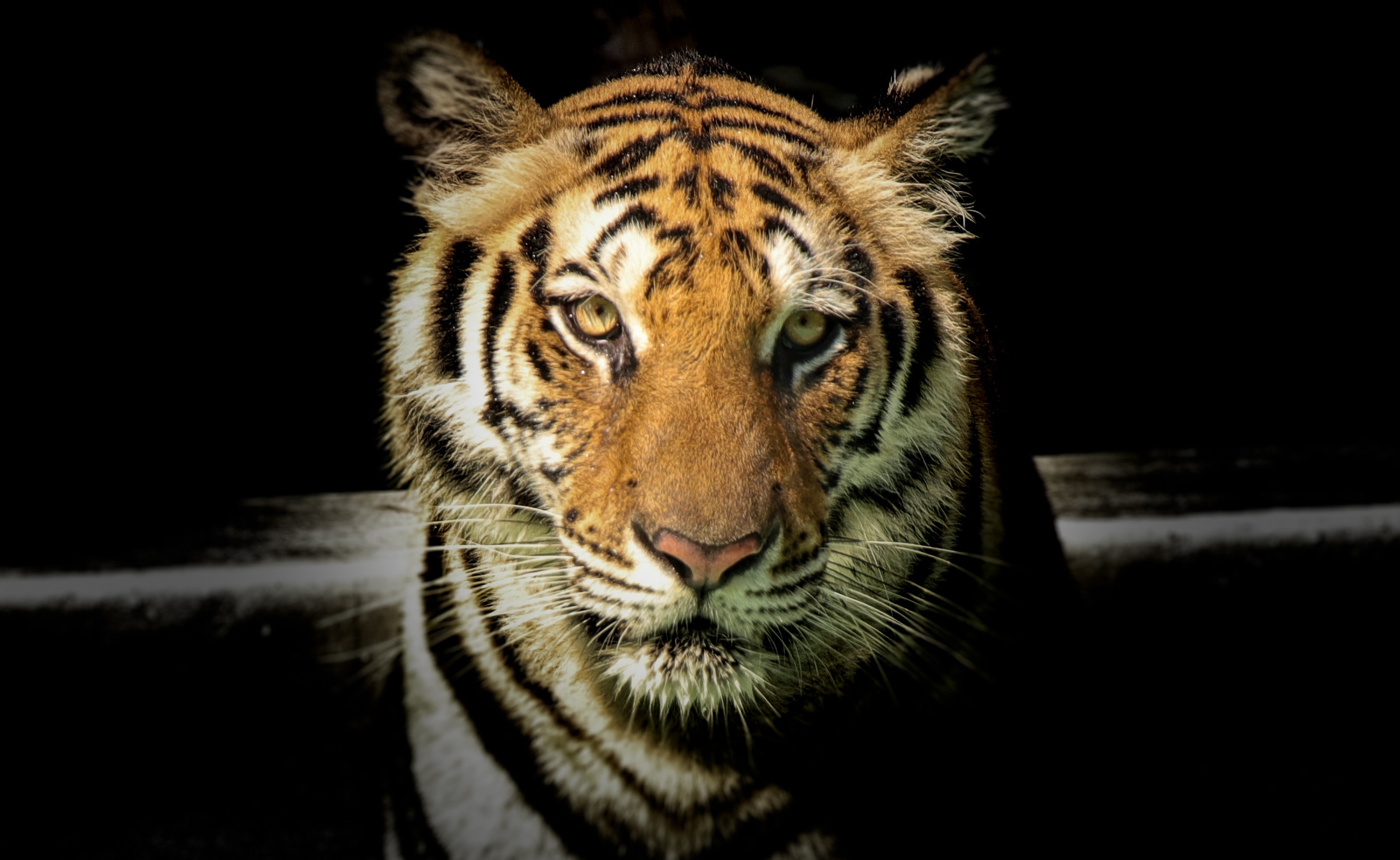 Animal Tiger 2400x1475
