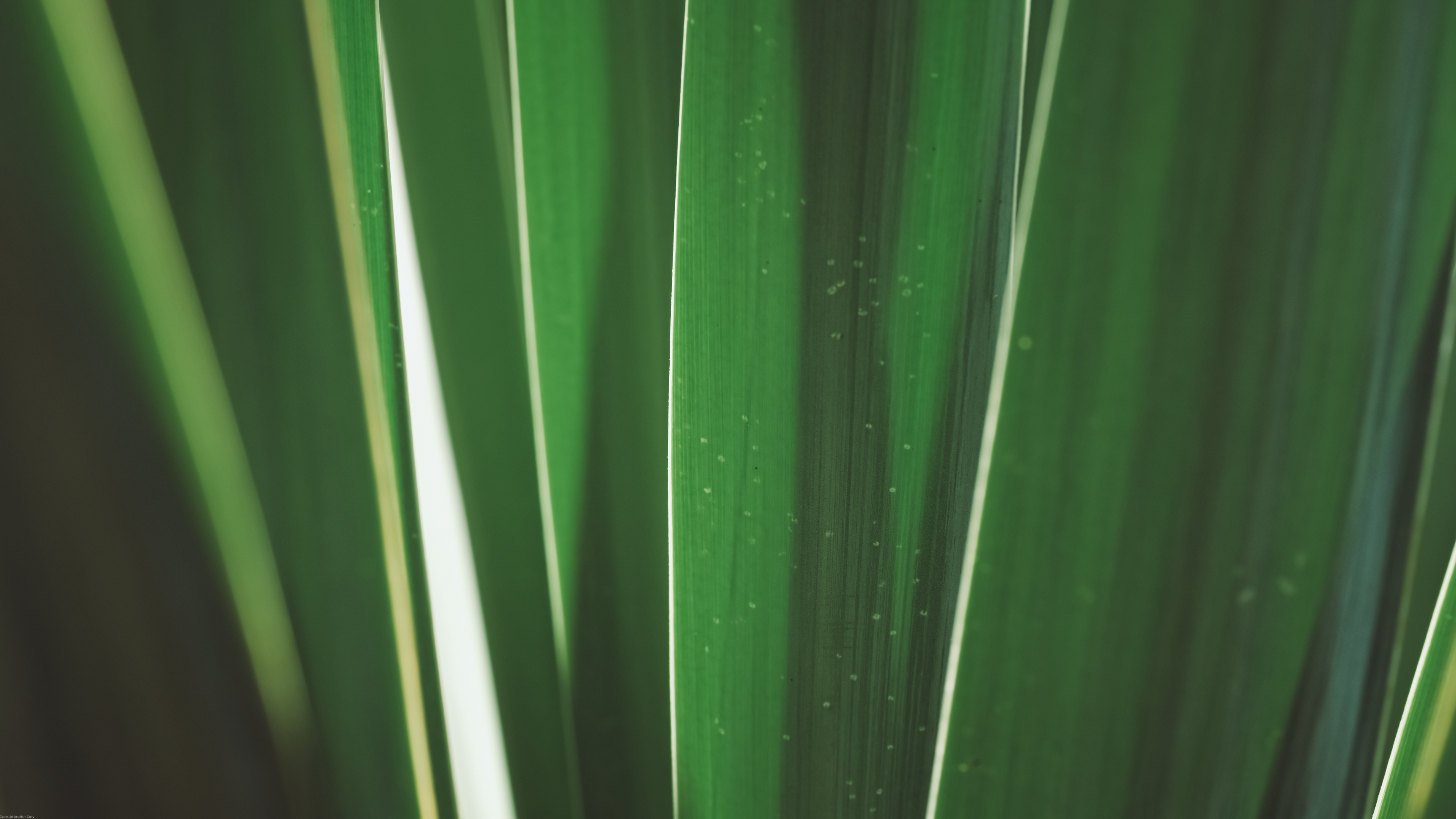Plants Leaves Photography Jonathan Curry Outdoors Yucca Minimalism Green Background Nature 3840x2160