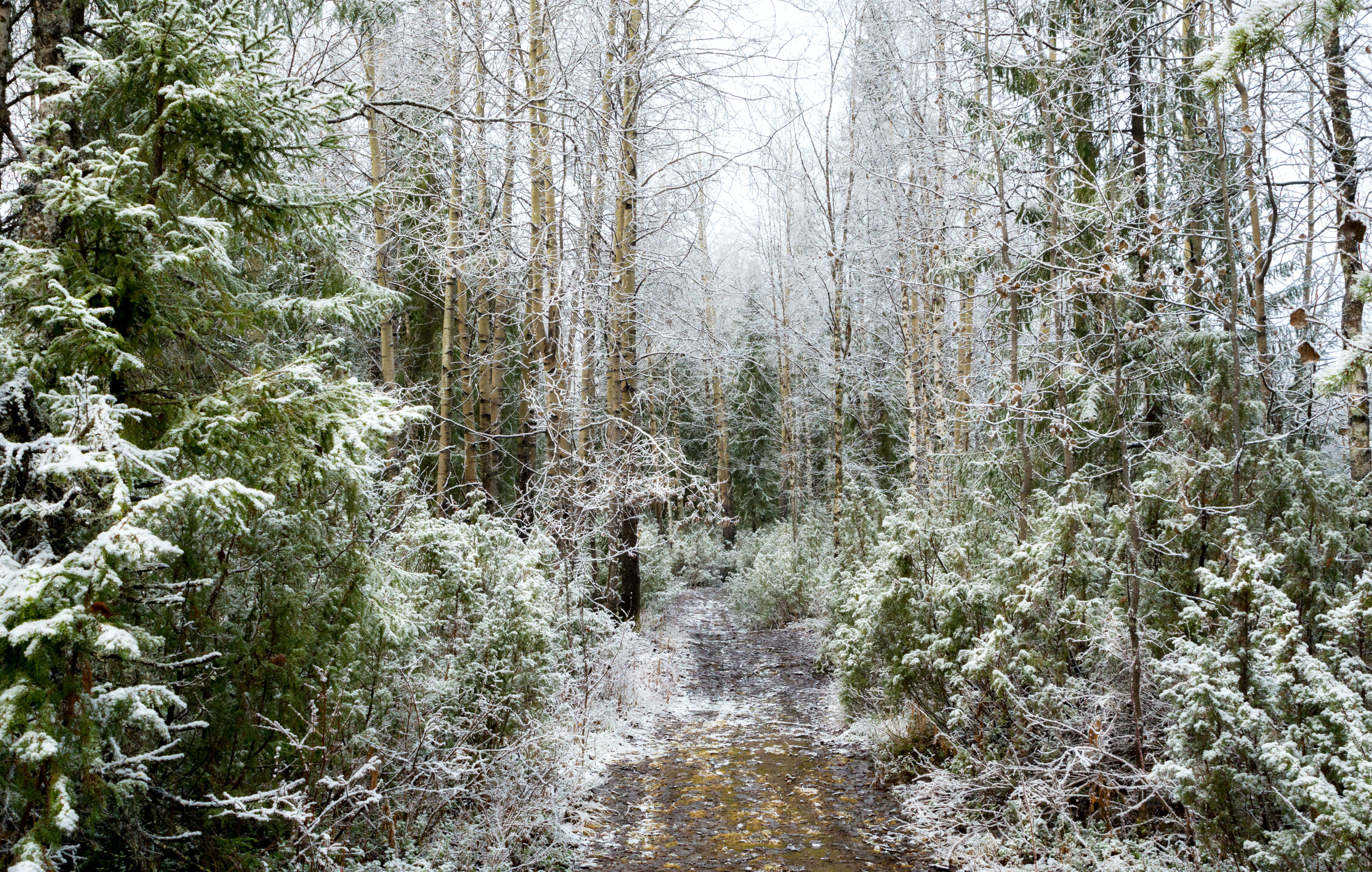 Snow Path Trees Frost Nature Forest 5974x3797