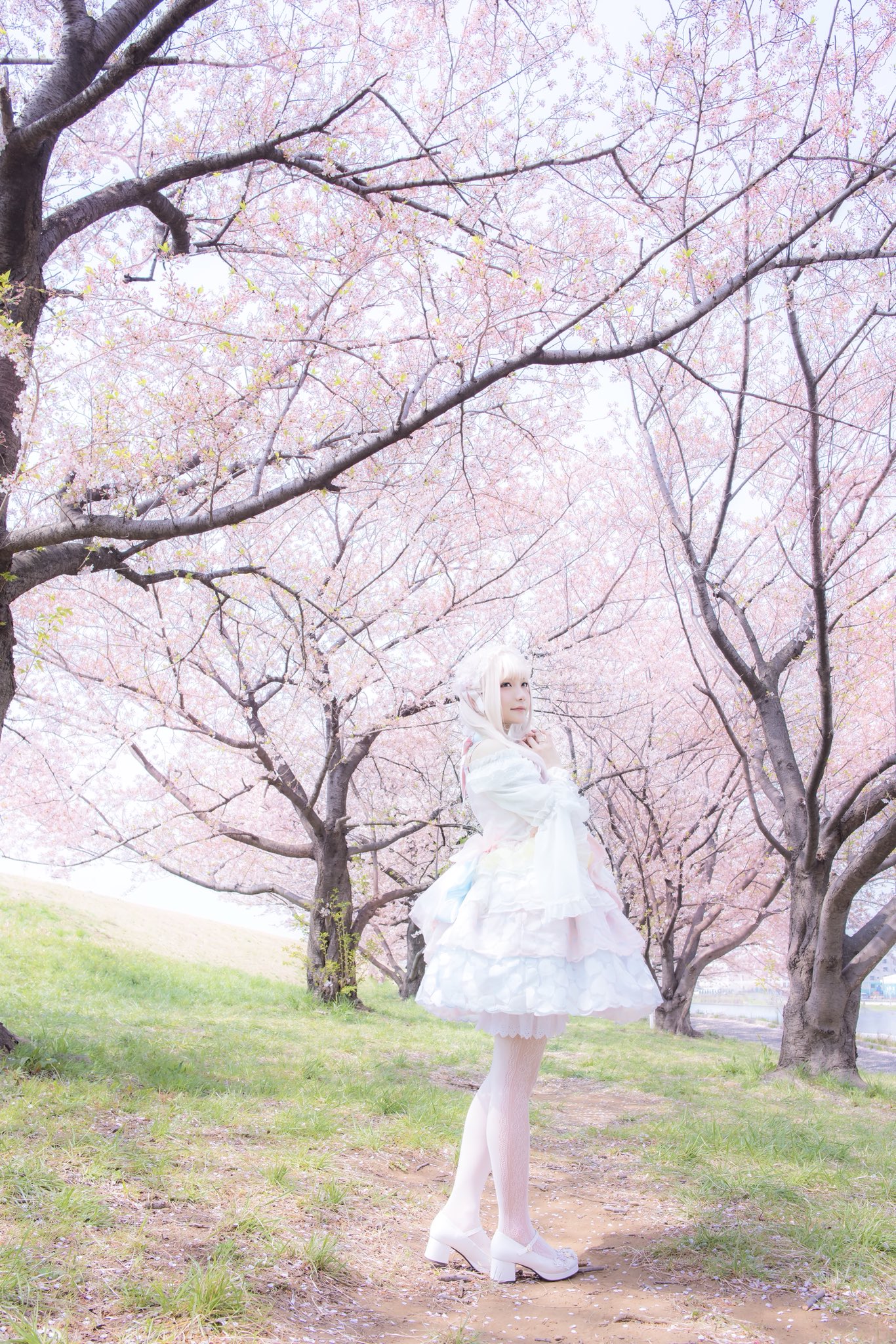 Japanese Women Asian Women Model Cherry Blossom White Clothing 1366x2048