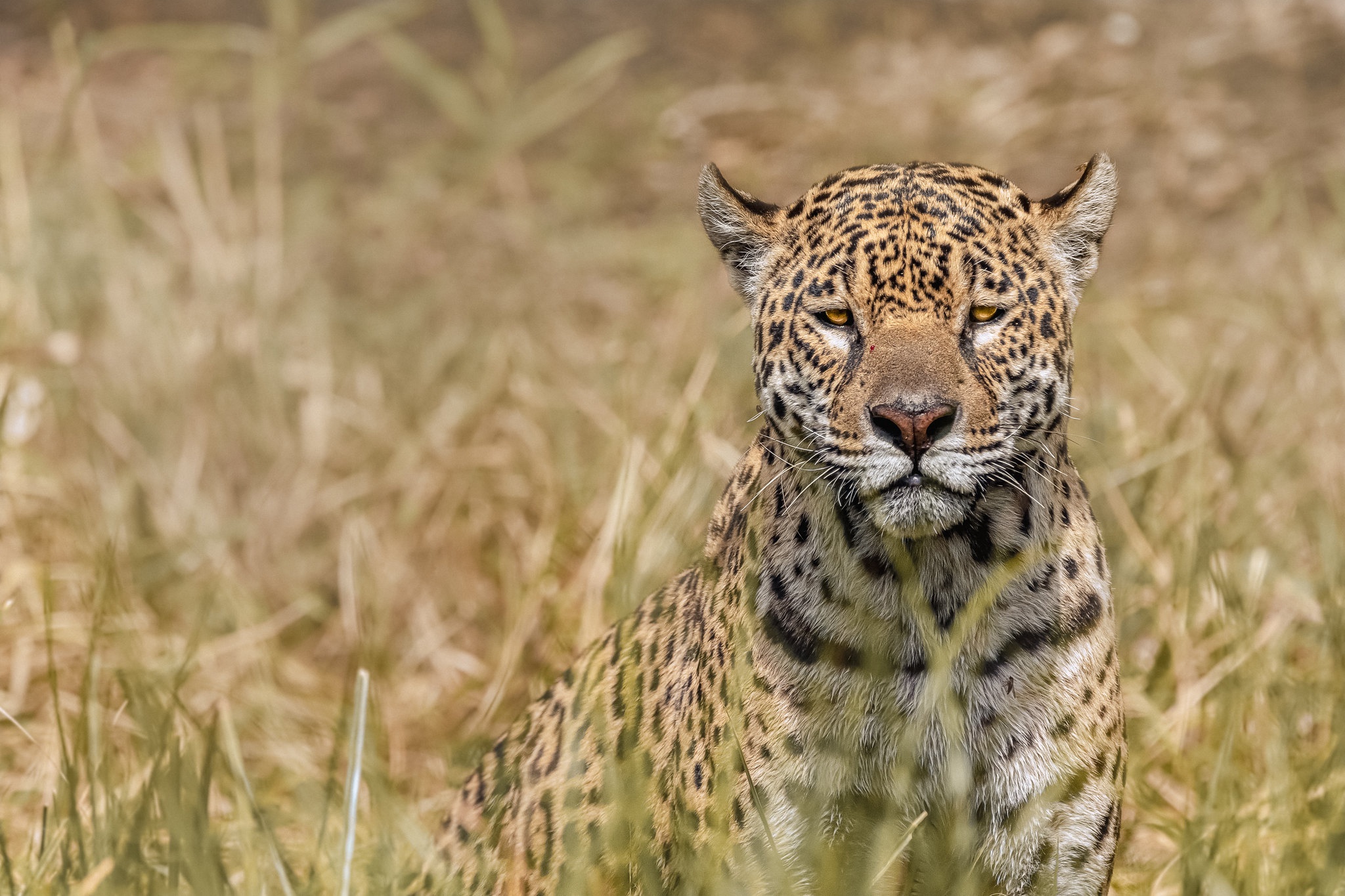 Animal Jaguar 2048x1365