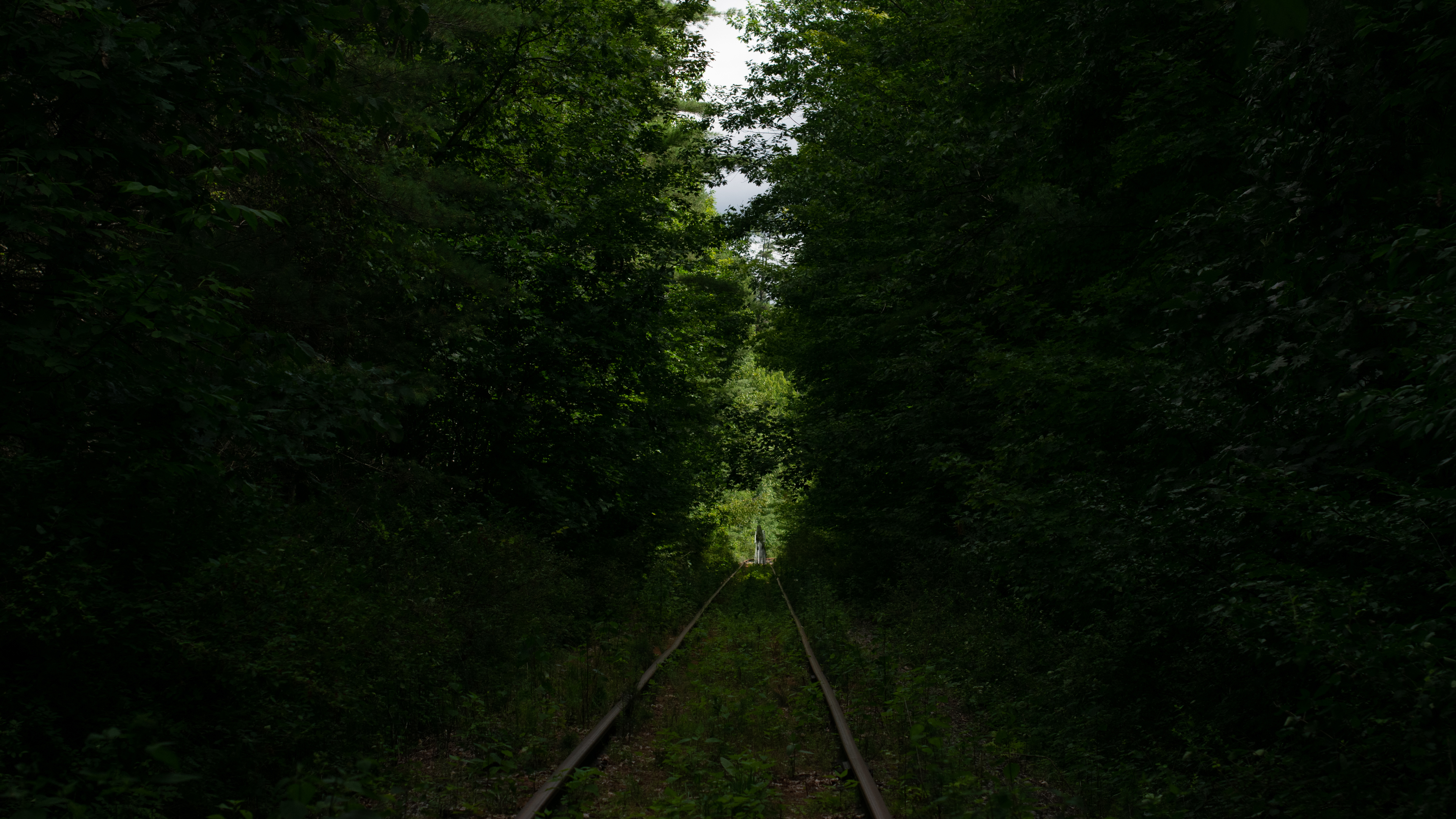 Railroad Track Overgrown Forest Green Nature 3840x2160