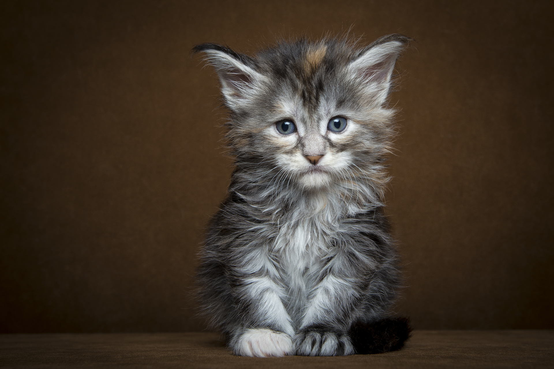 Kitten Cute 1920x1280