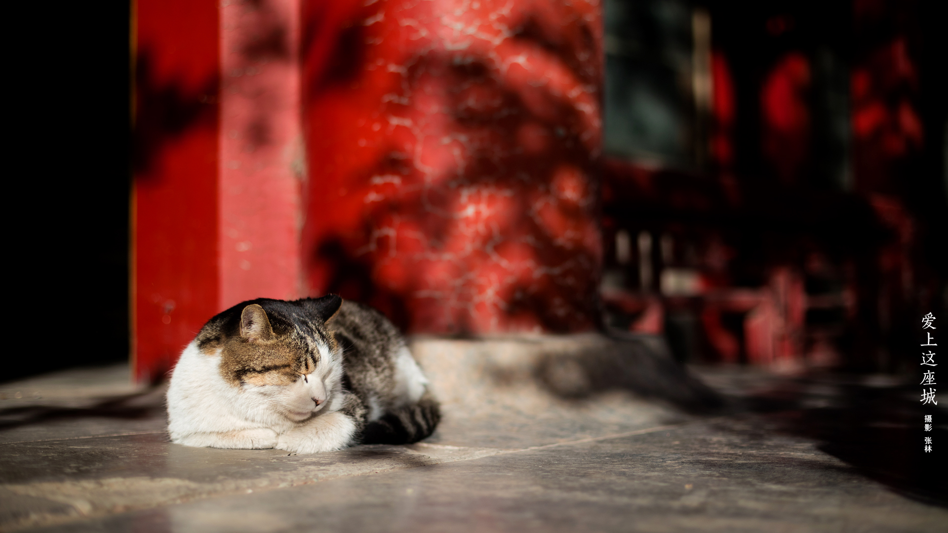 Forbidden City Architecture Palace Cats Feline Mammals Animals 1920x1080