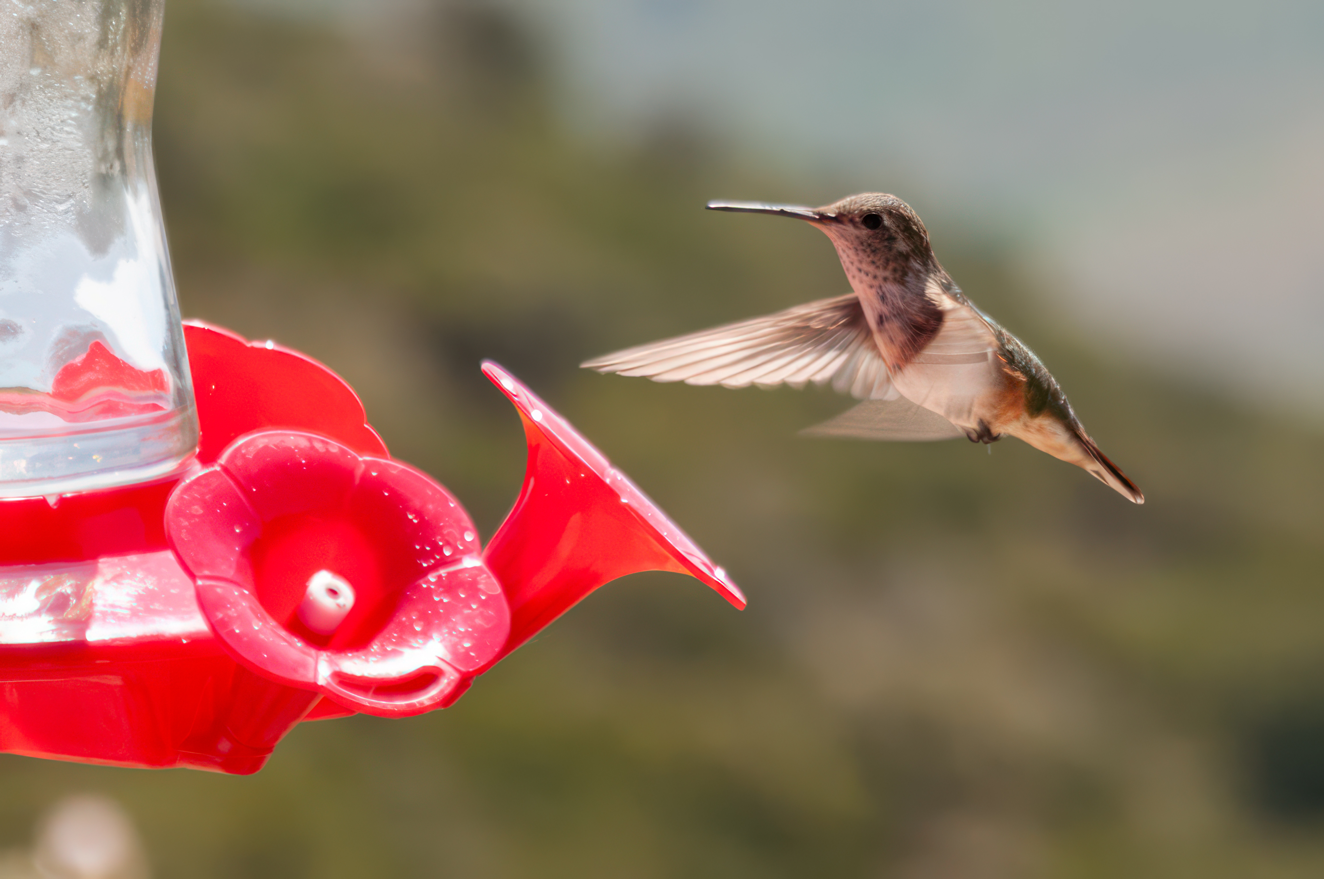 Nature Hummingbirds Birds Animals Blurred Blurry Background Flying Wings 4600x3056
