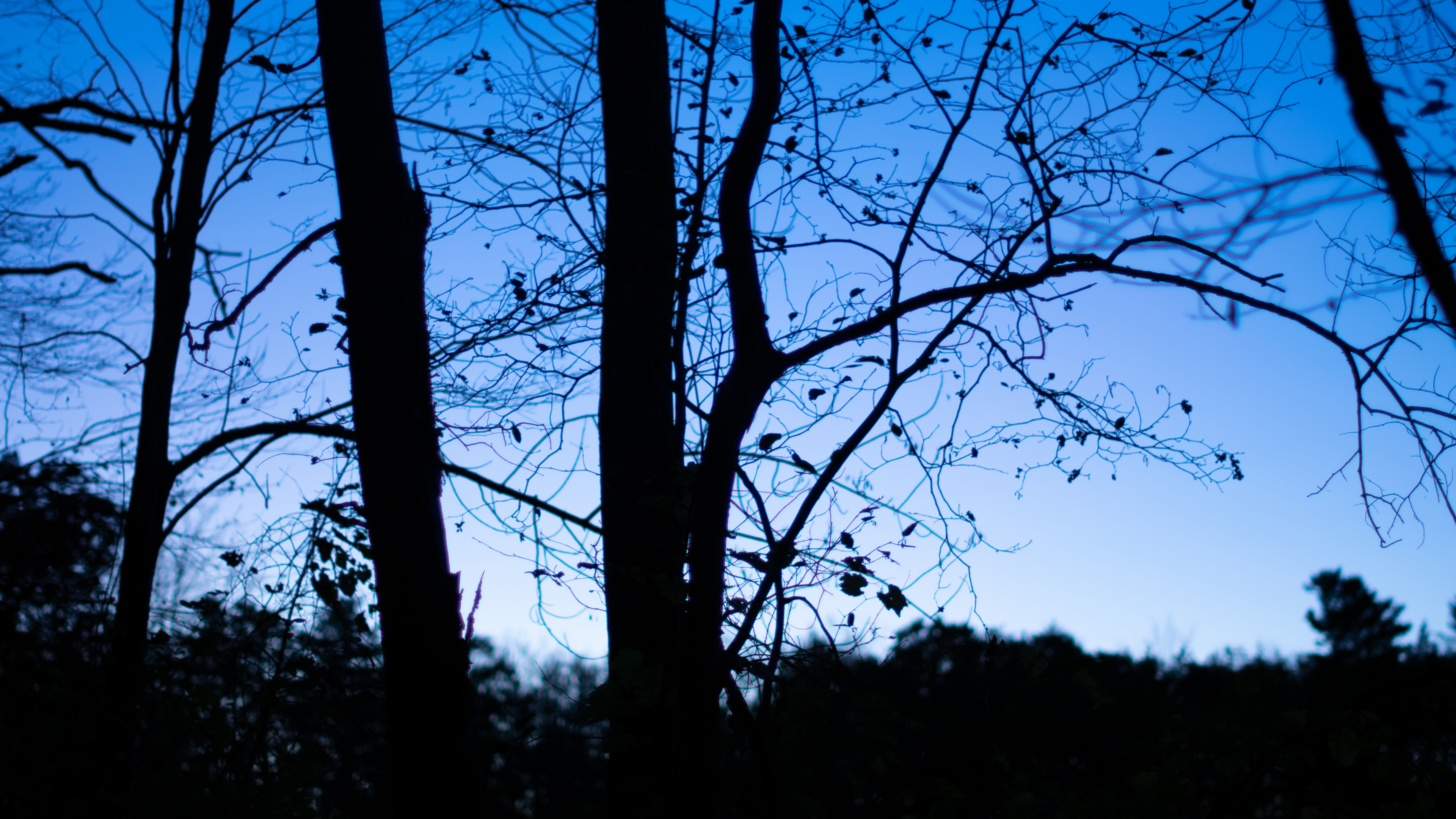 Silhouette Trees Branch Blue Low Saturation Nature 3840x2160