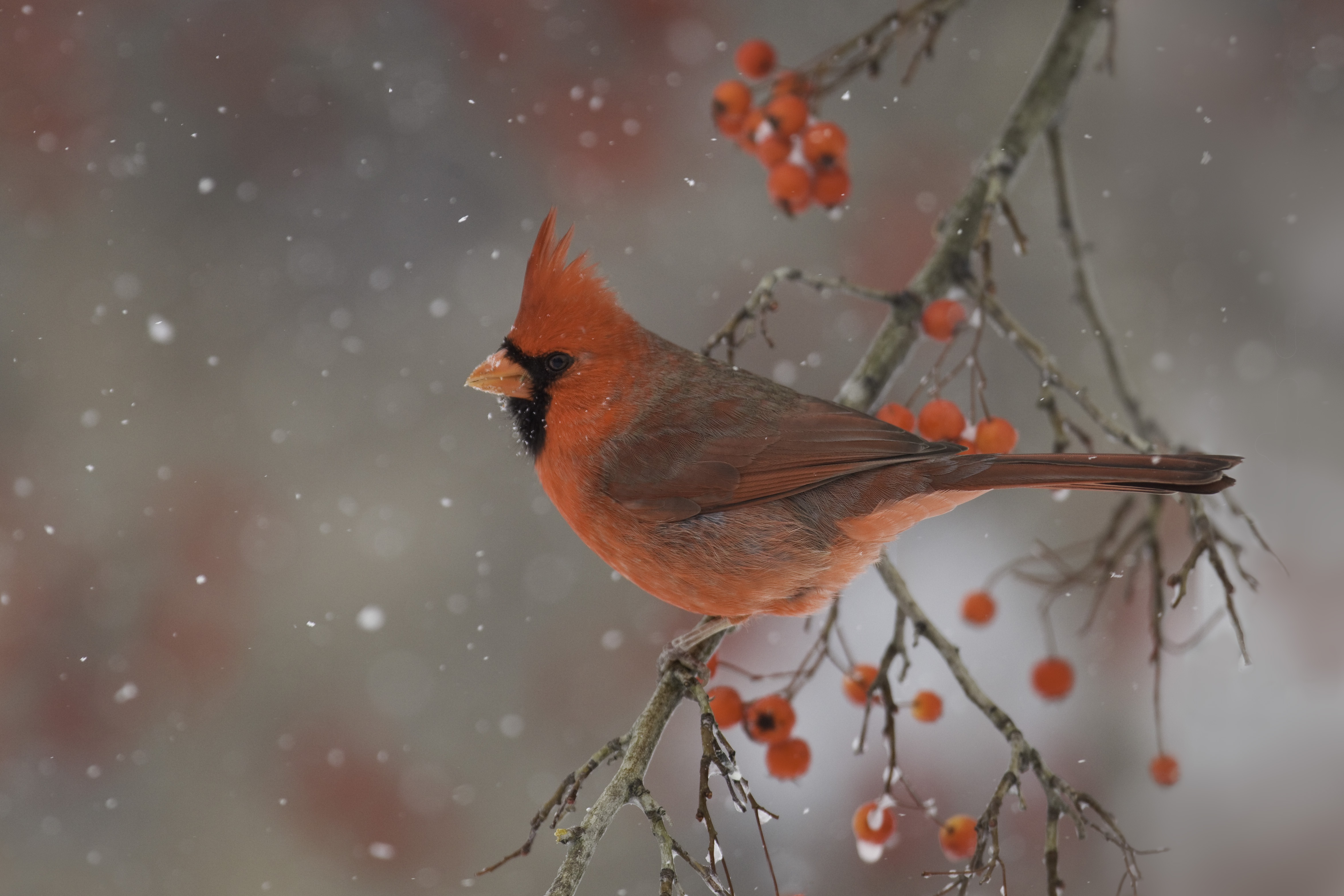 Winter Berry Bird Branch 4692x3128