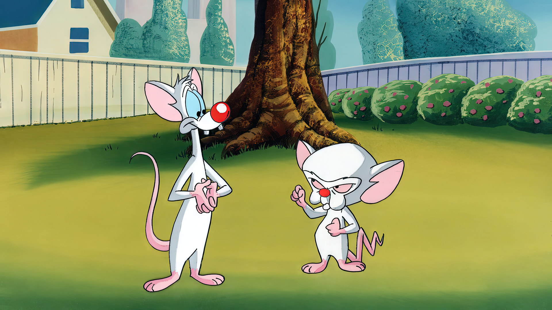 Pinky And The Brain Animation Animated Series Cartoon Production Cel Warner Brothers Mouse Animal Tr 1920x1080