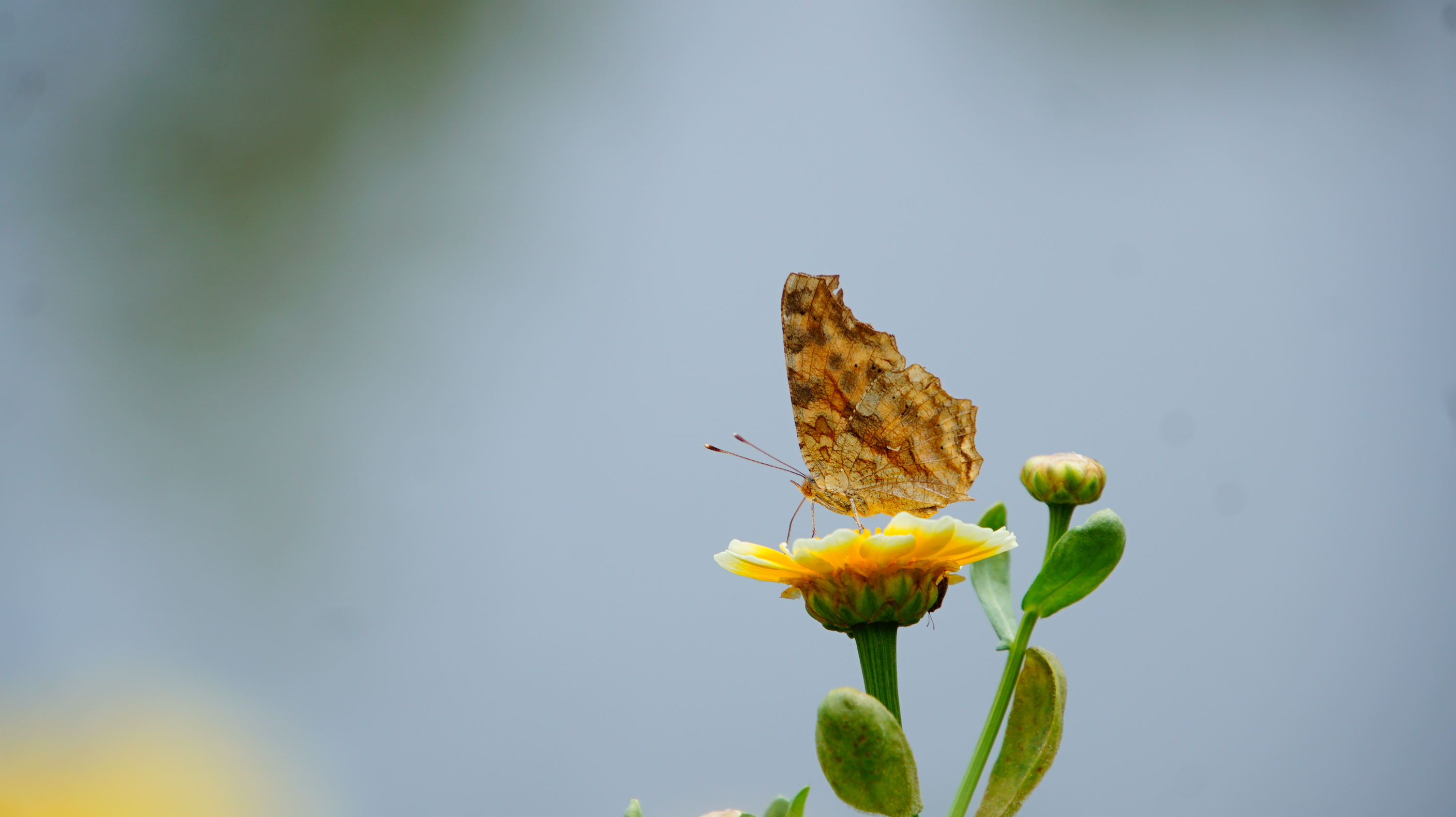Animals Wildlife Nature Insect Butterfly Flowers Plants Minimalism Simple Background 3008x1688