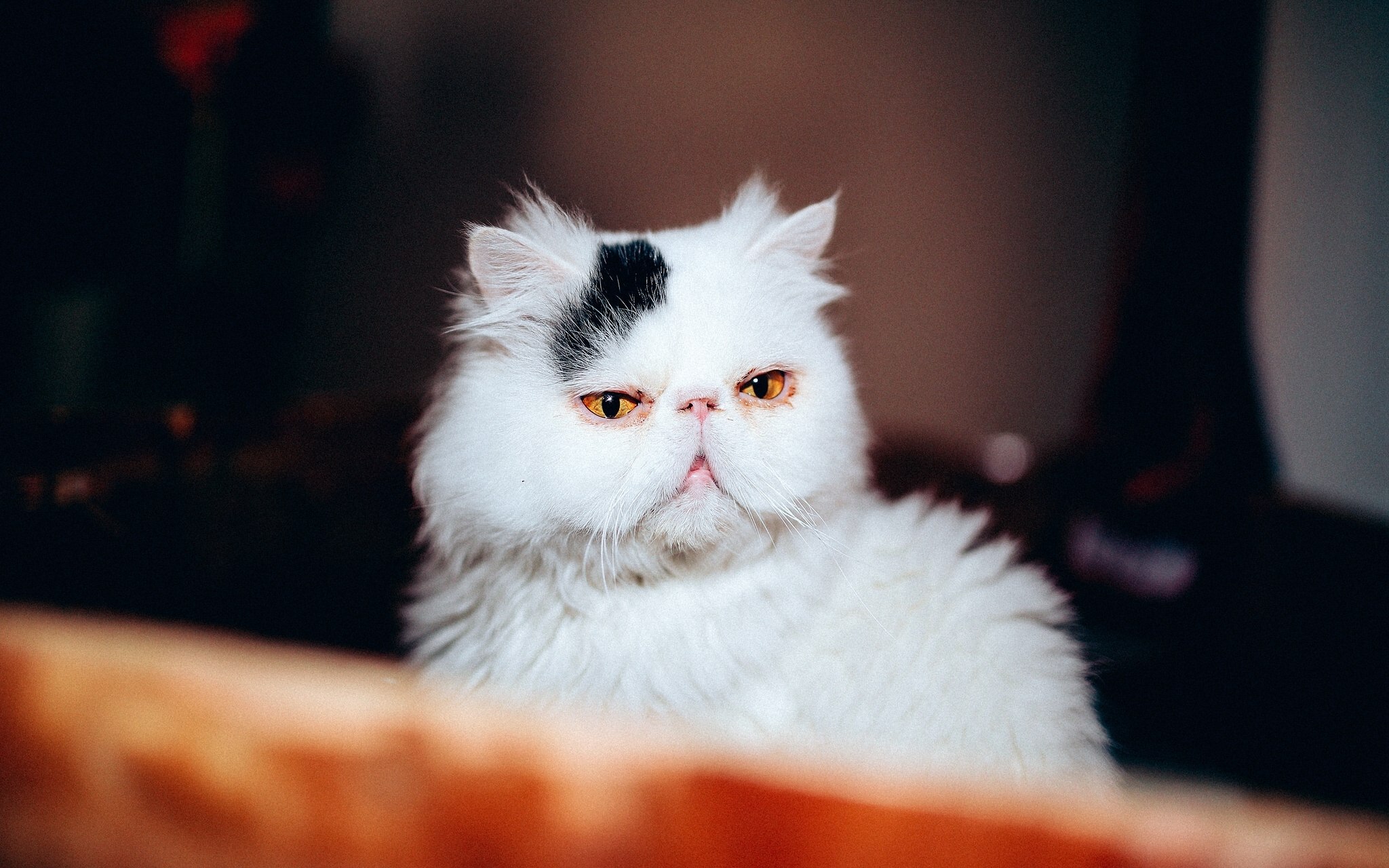 Animal Persian Cat 2048x1280