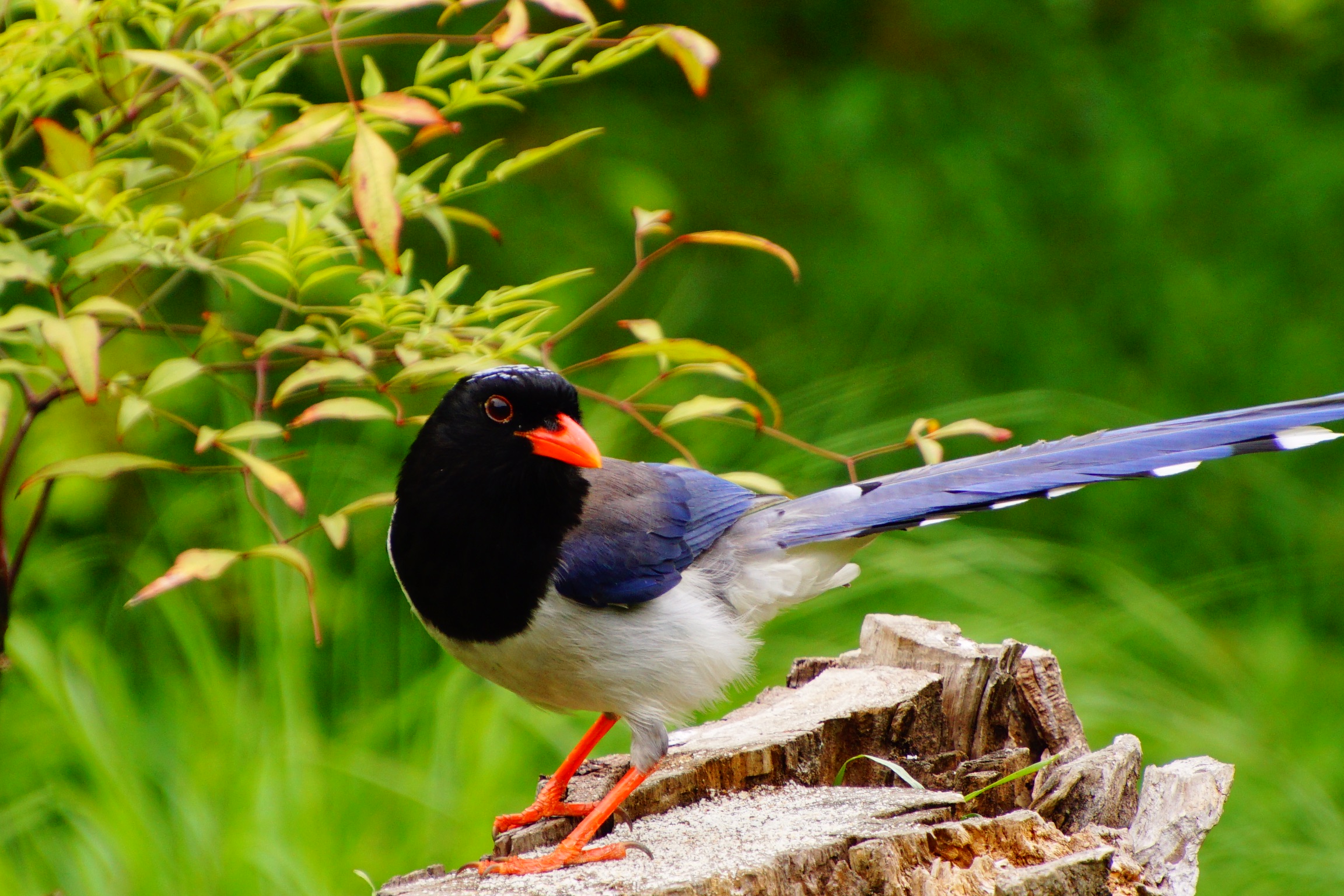 Birds Nature Wildlife Animals Closeup Leaves Blurry Background Blurred 2304x1536