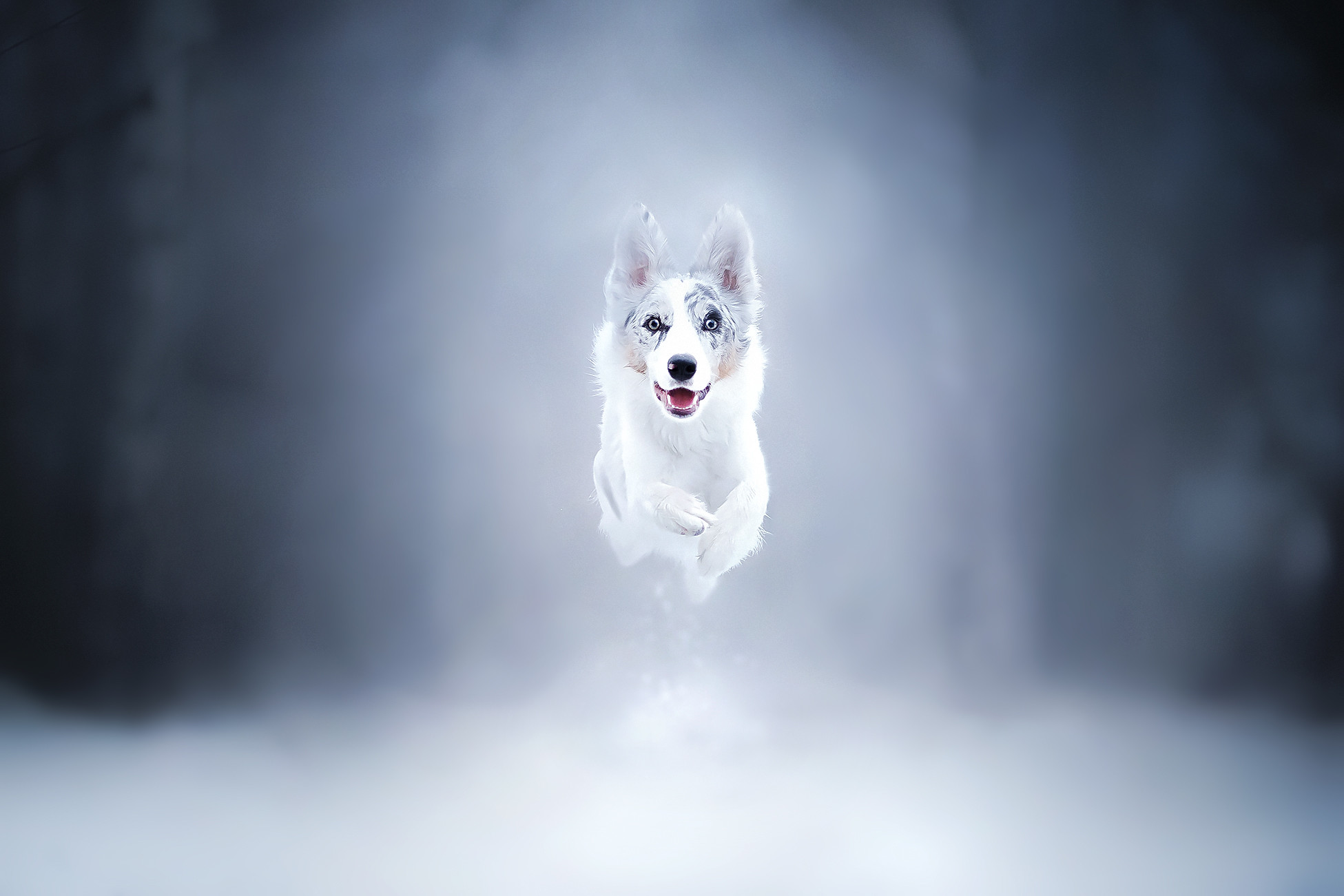 Animals Dog Snow 1951x1301