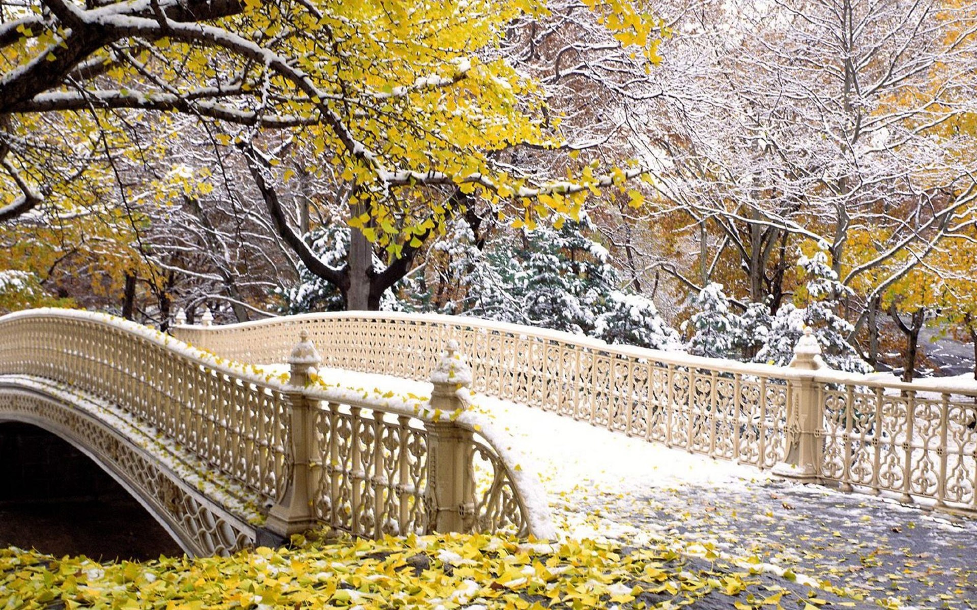 Central Park Bridges Winter Snow Leaves Trees Branch 1920x1200