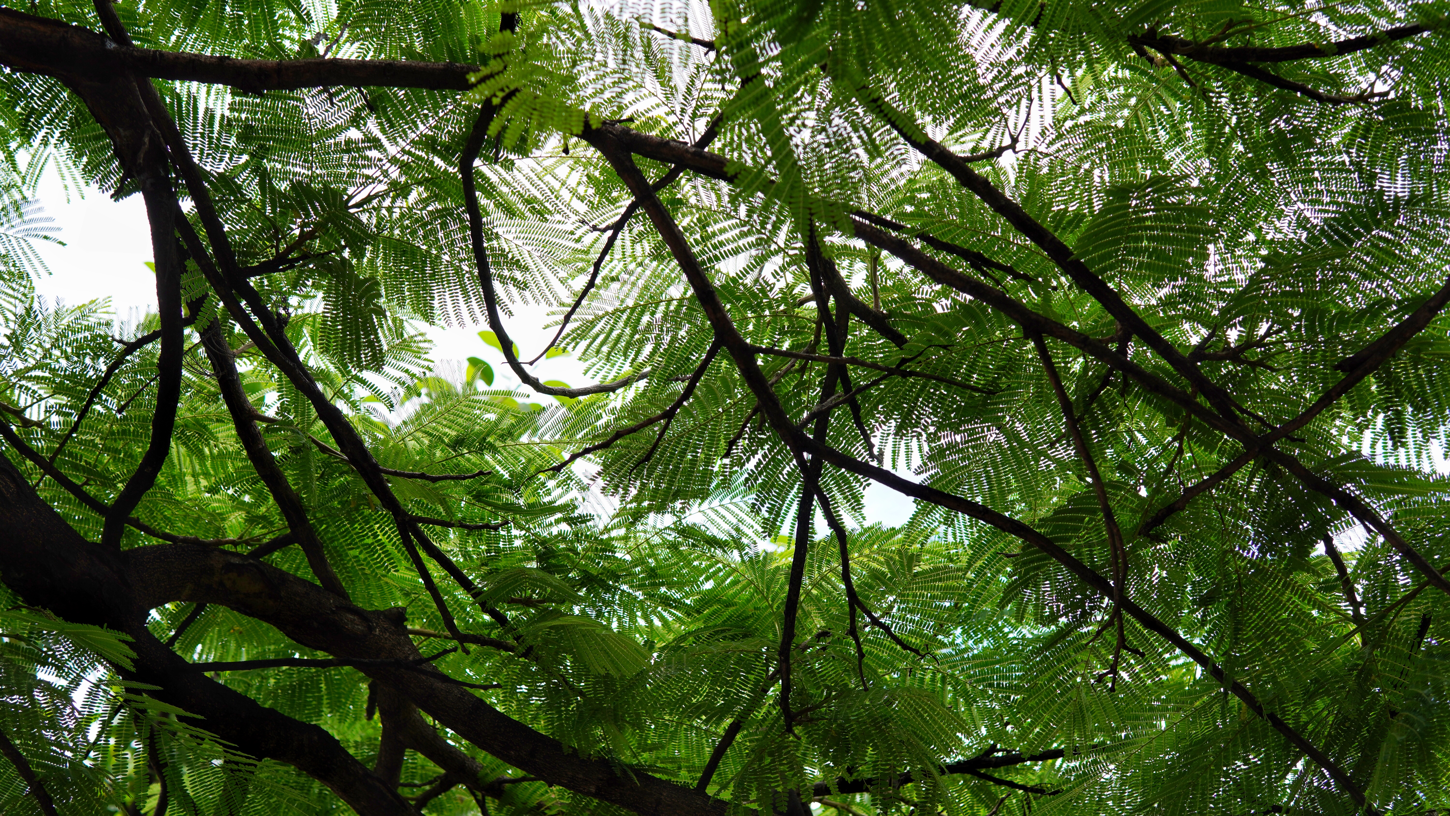 Tree Bark Green Trees Nature 6000x3376