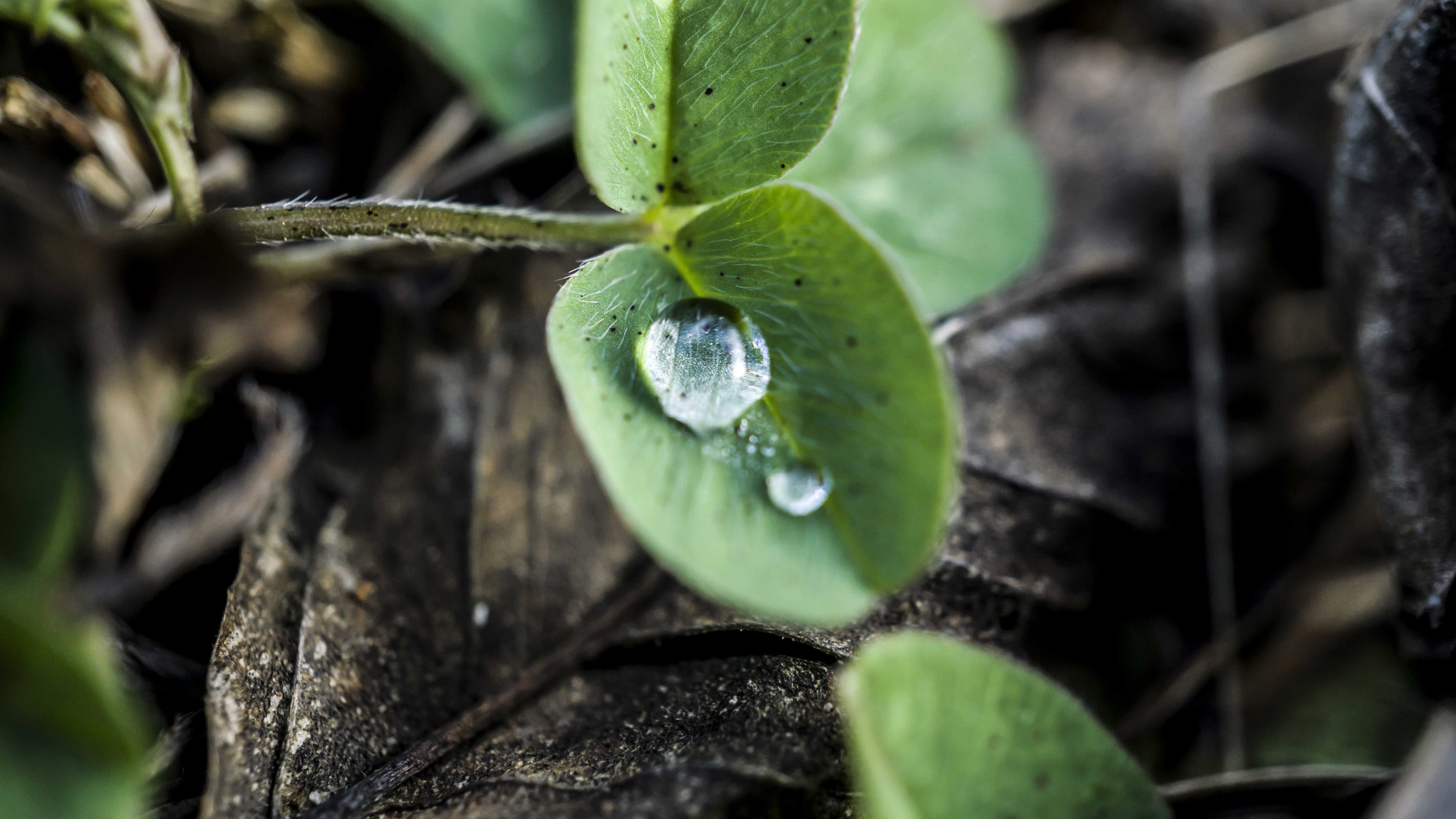 Nature Water Drops Macro Leaves Closeup Photography Green Blurred 6000x3376