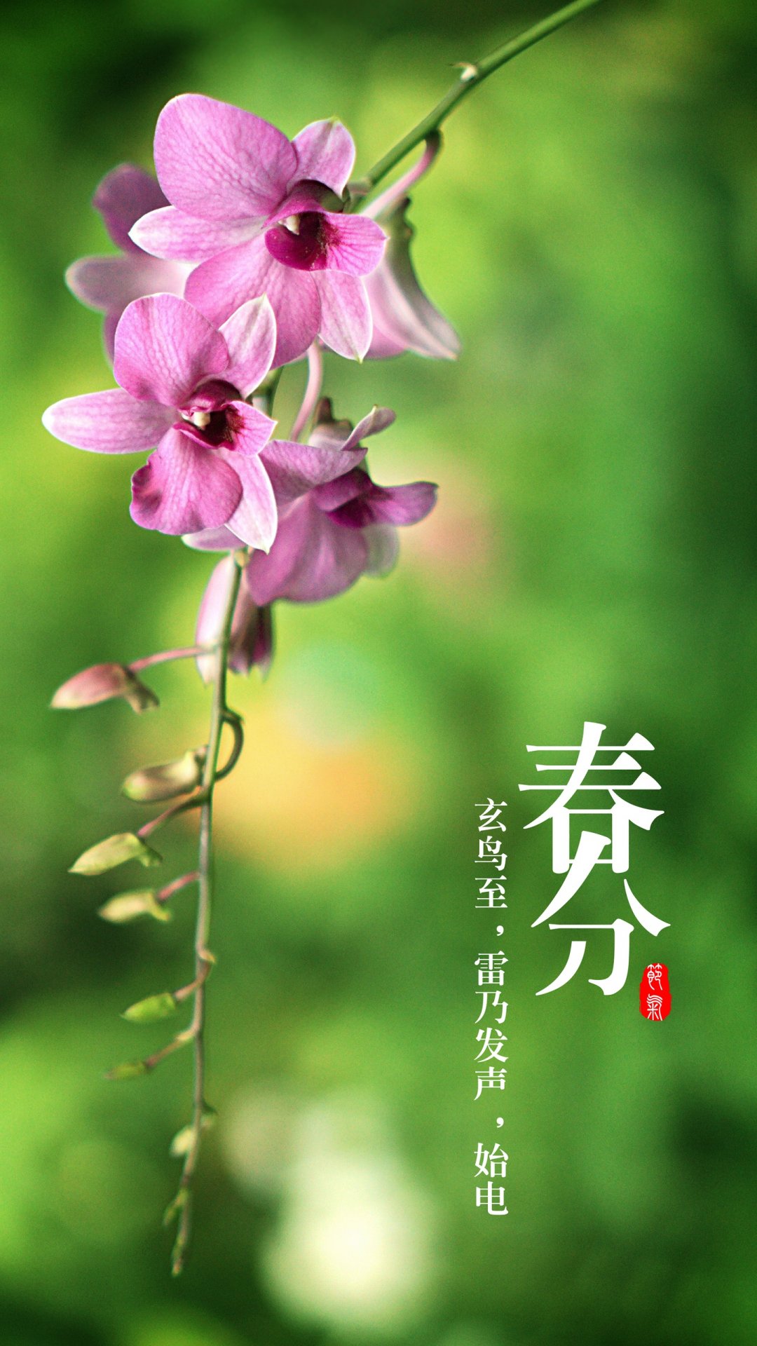 Nature Seasons Vertical Japanese Flowers 1080x1920