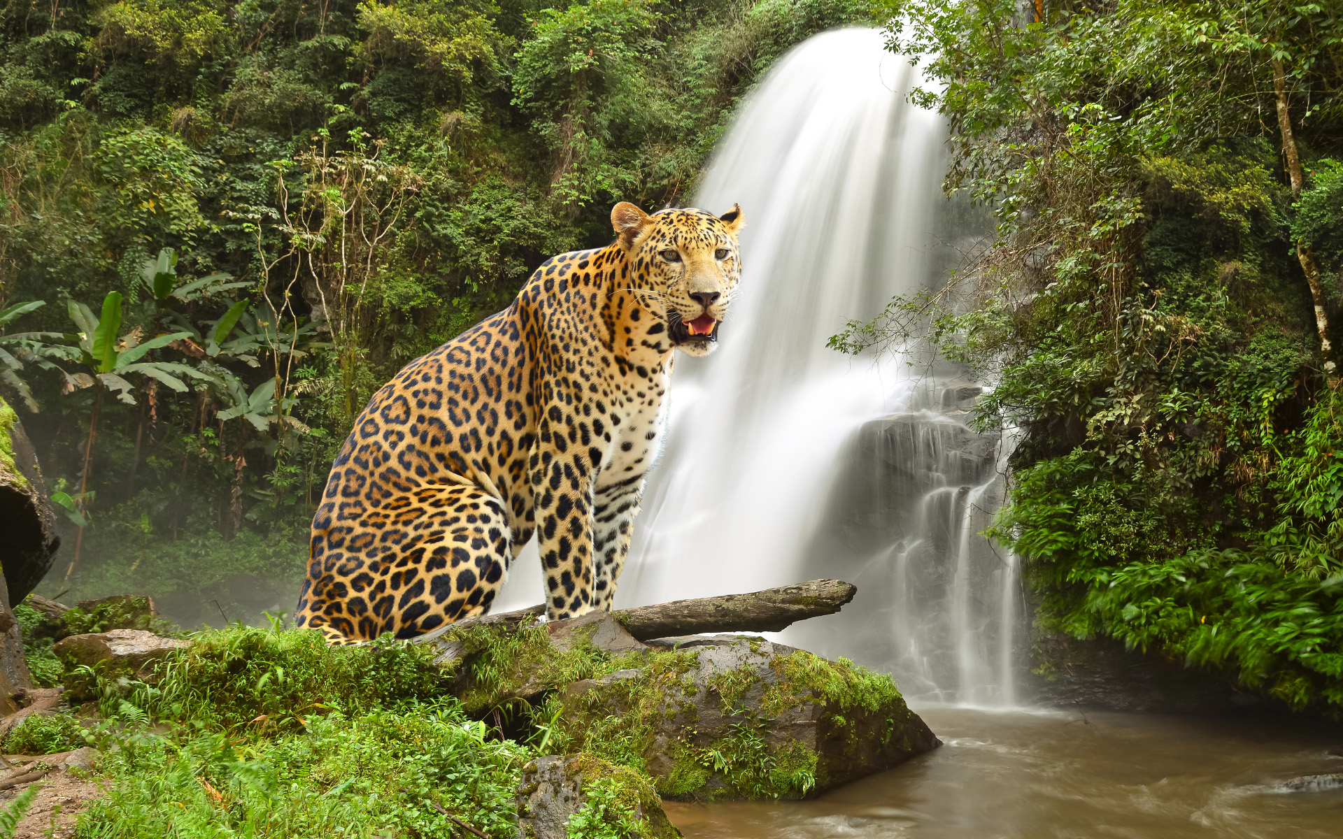 Animals Waterfall Nature Water Leopard 1920x1200