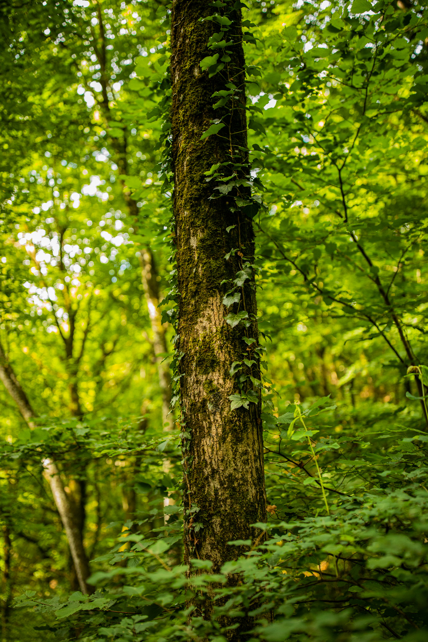 Photography Outdoors Nature Greenery Trees Plants Forest Vines Leaves Tree Bark Moss Vertical 1365x2048