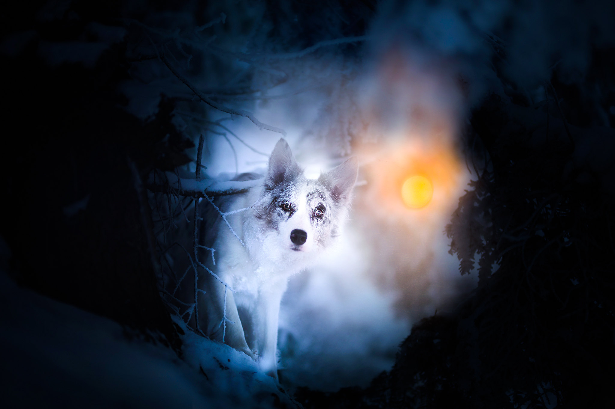 Animals Dog Snow 2048x1365