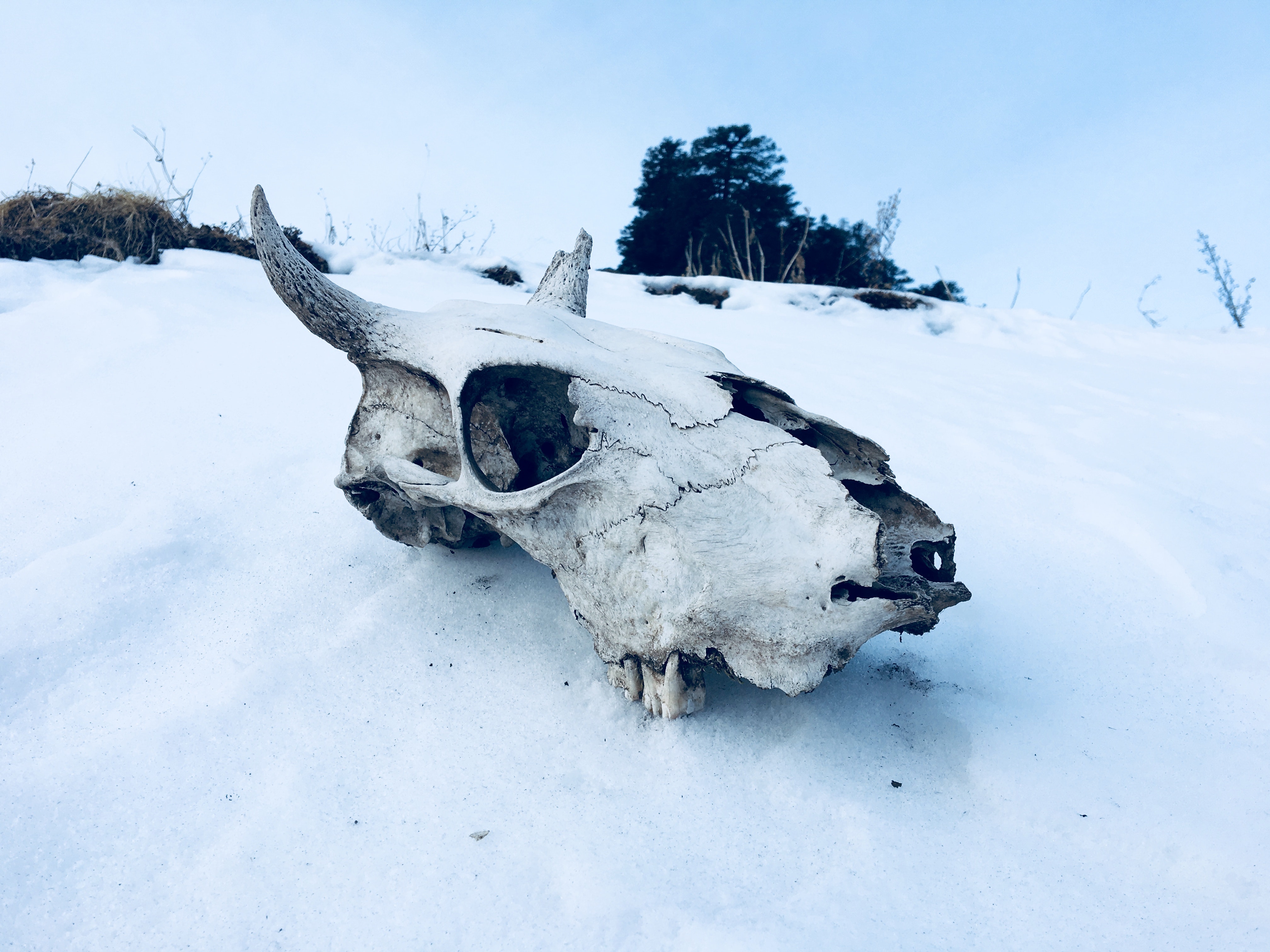 Winter Snow Bones Nature Skull 4032x3024