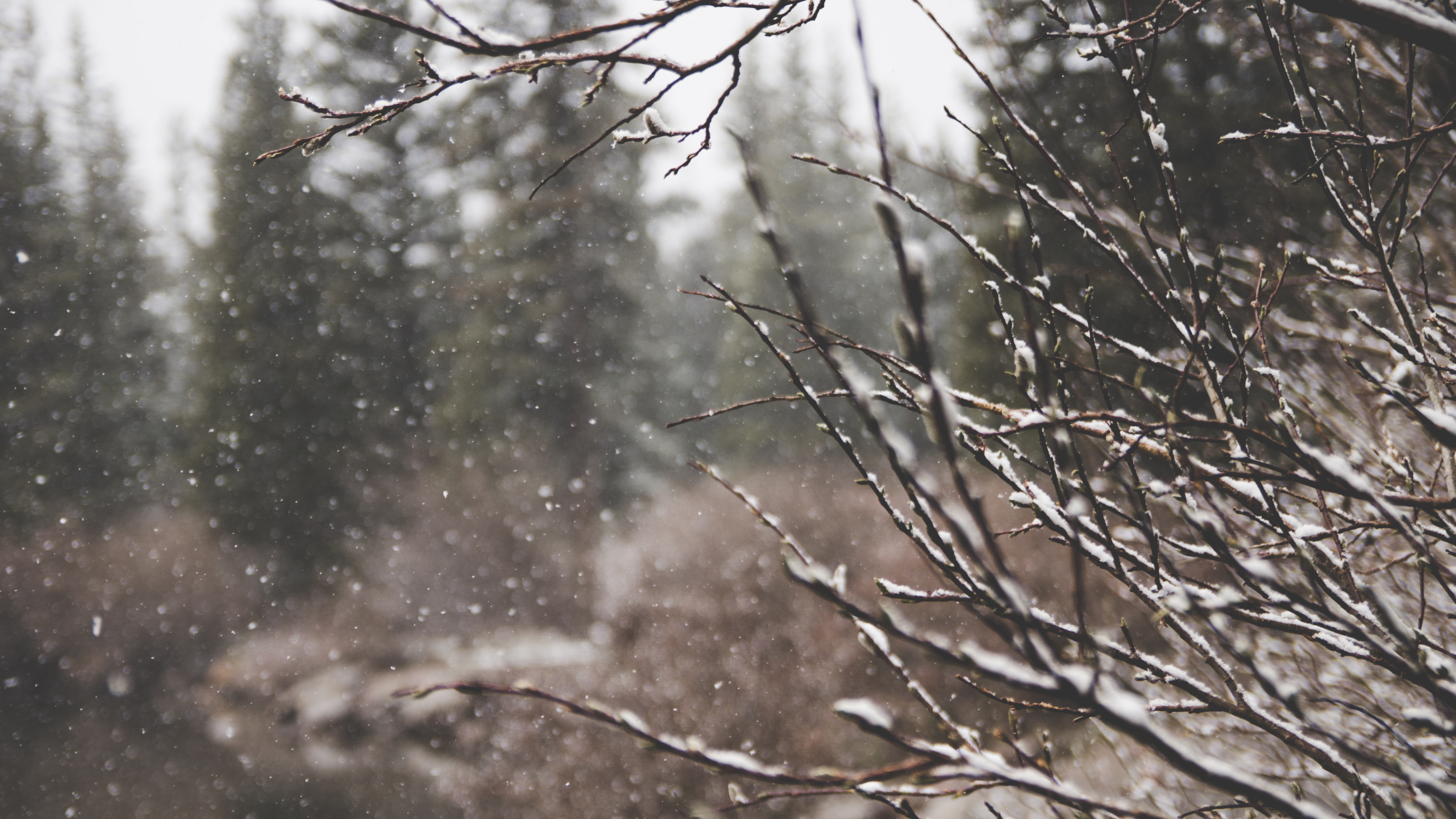 Nature Snow Forest Trees Landscape Pine Trees Photography Winter Snowing Branch Snow Covered Blurred 6000x3376