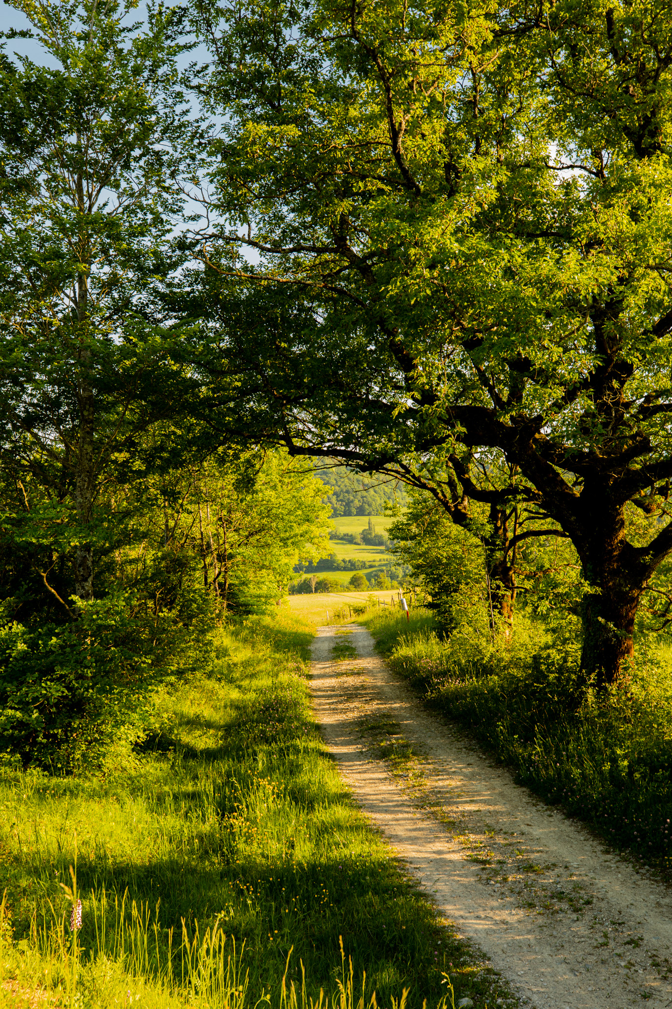 Outdoors Photography Trees Plants Greenery Hedges Grass Forest Field Road Vertical Path 1365x2048