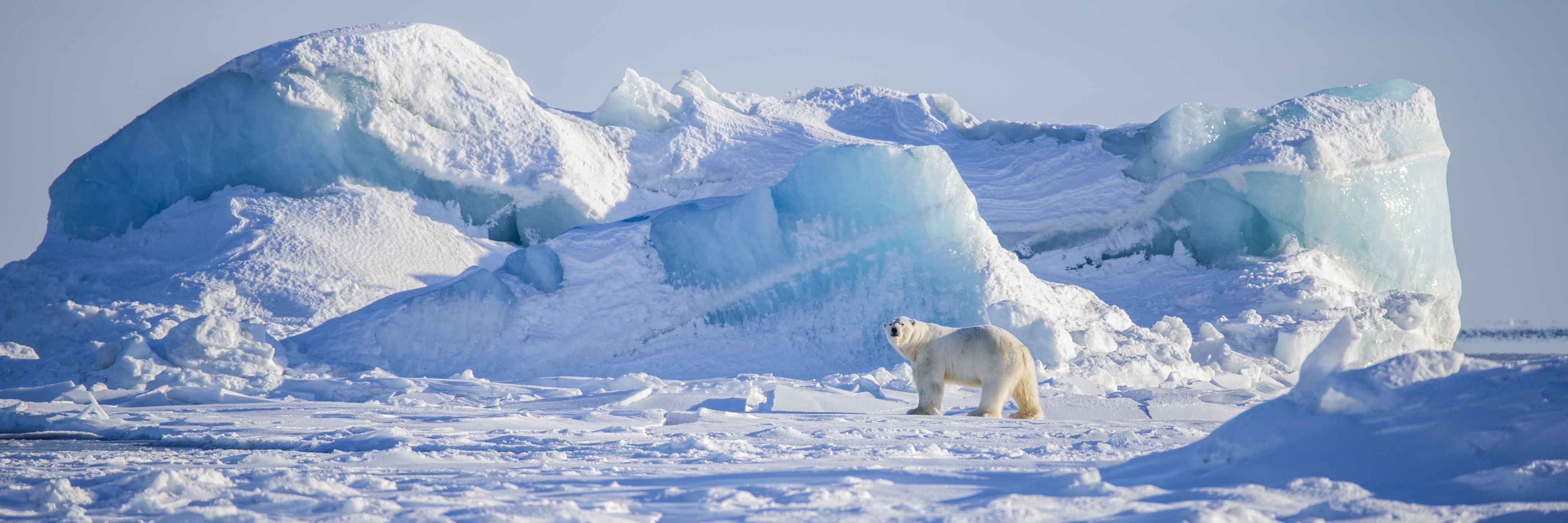 Animal Polar Bear 4000x1333
