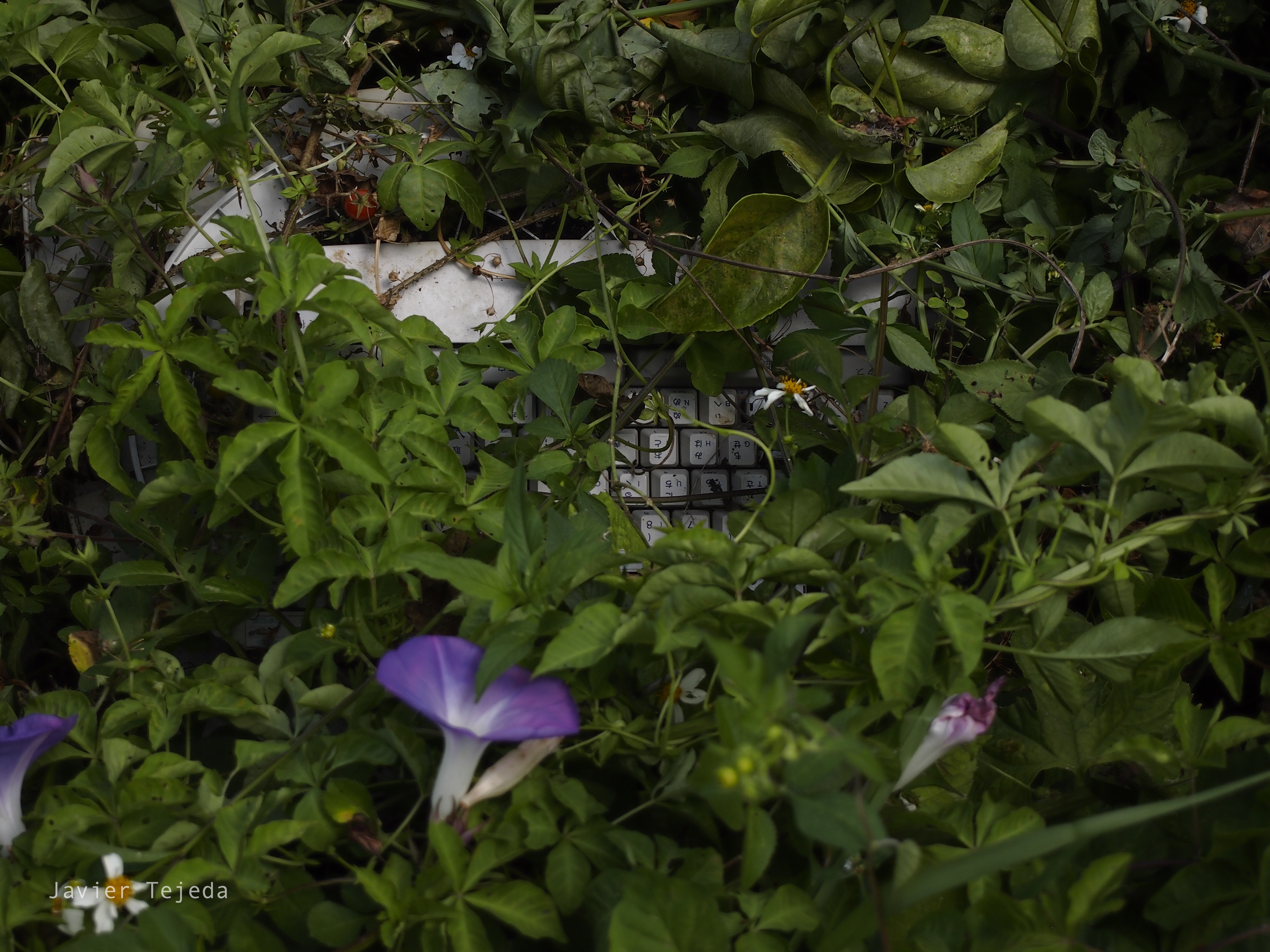 Nature Japan Keyboards Overgrown Plants Leaves Flowers 4032x3024