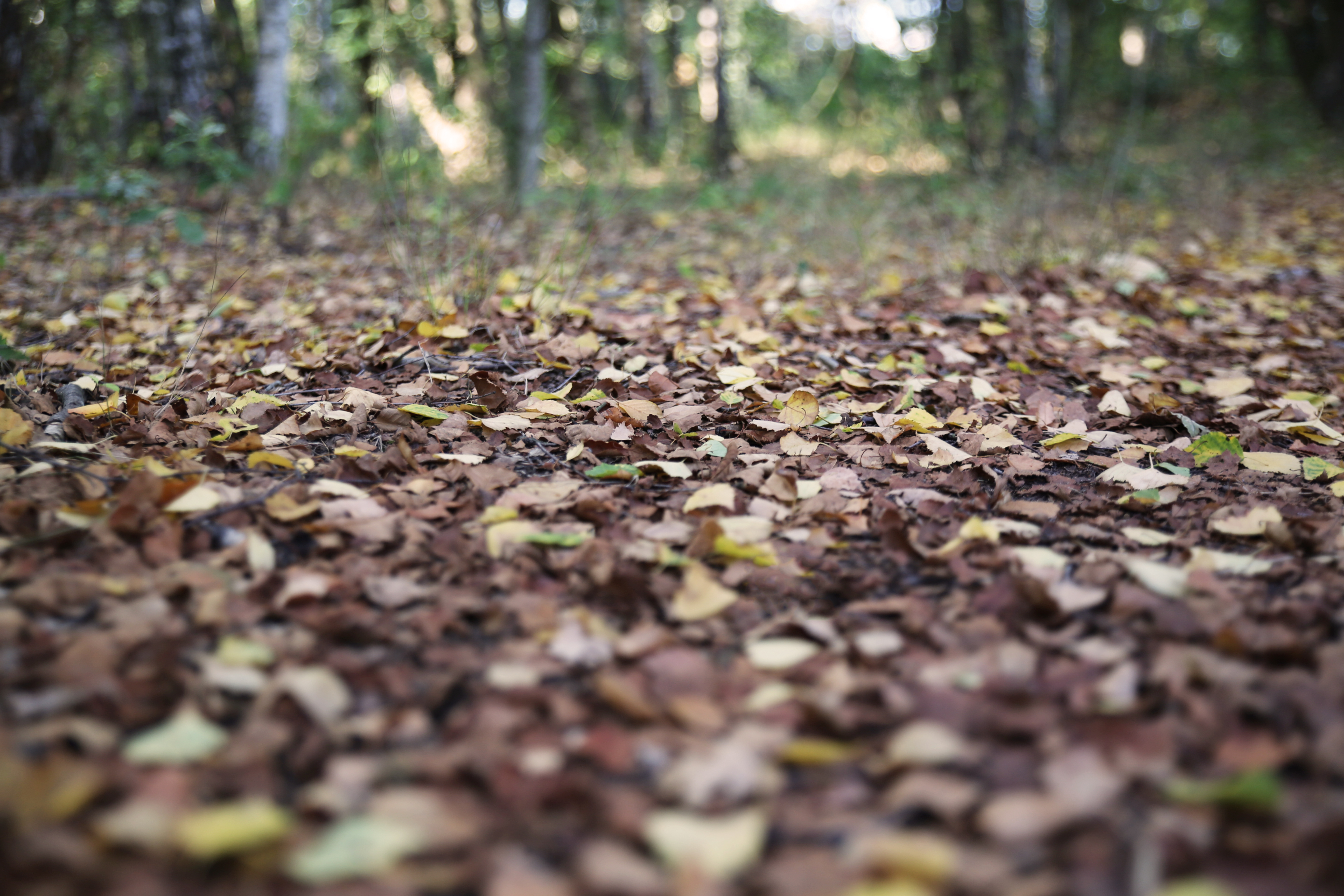 Leaves Ground Nature 5760x3840