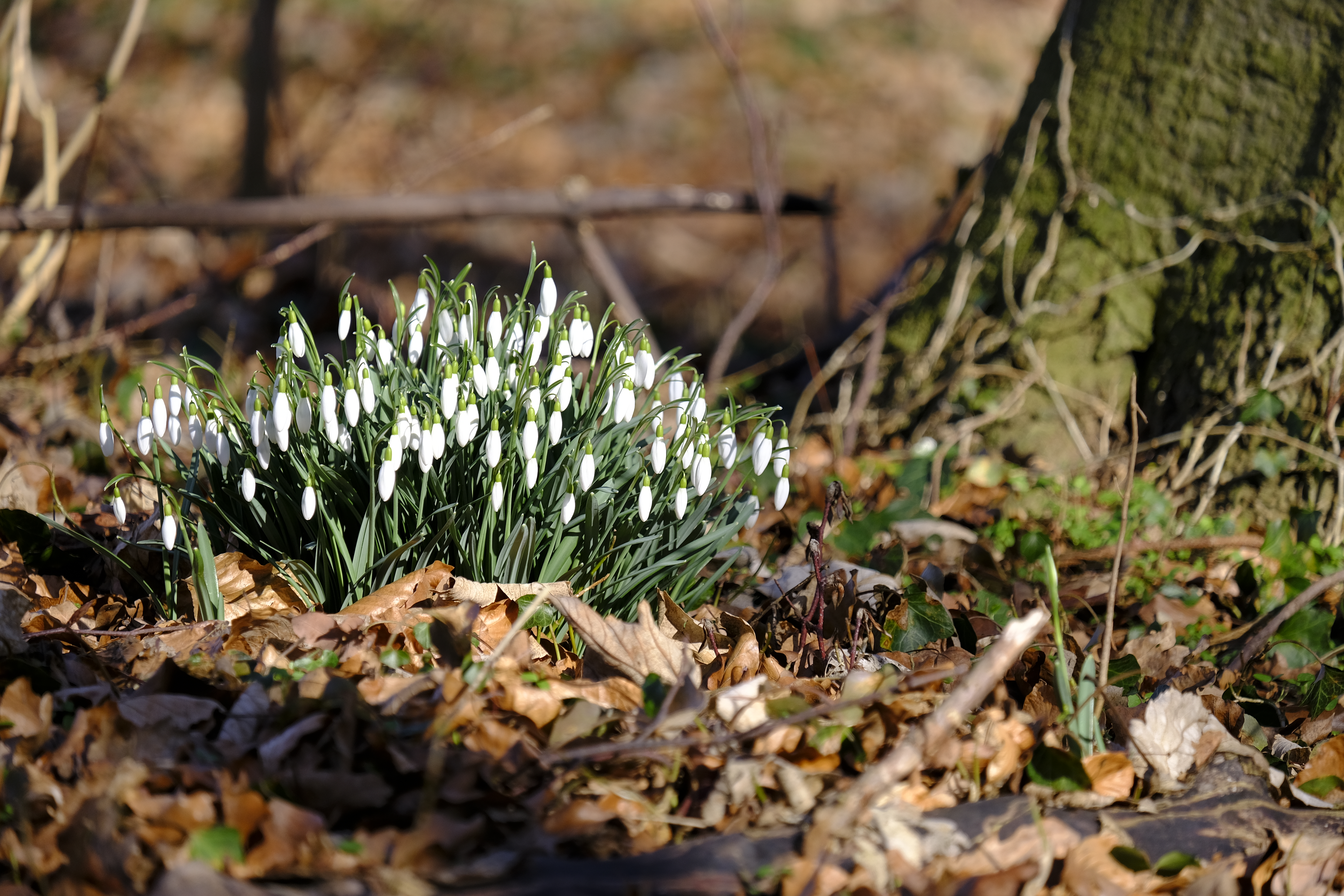 Snowdrops Spring Nature Plants Flowers Leaves 6240x4160